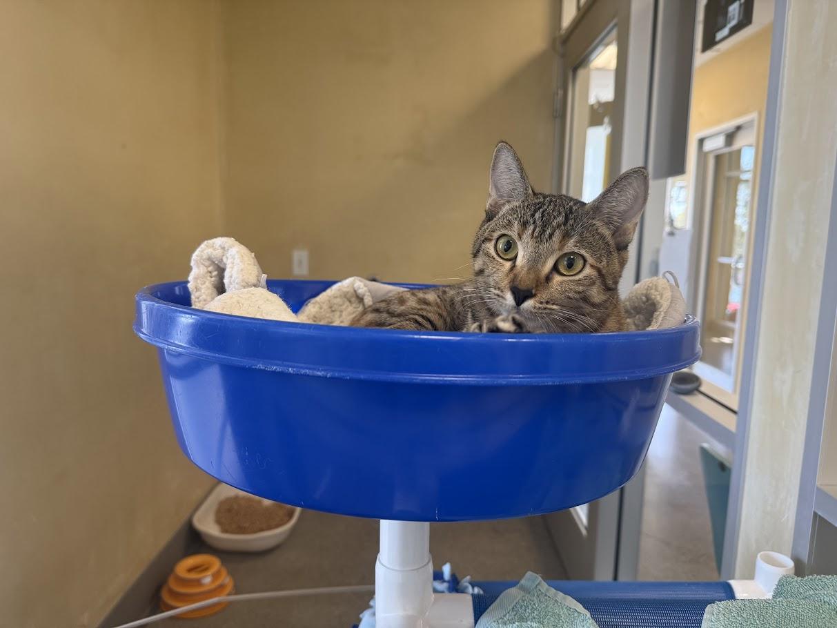 Enlarge Belva, a Adoptable Domestic Short Hair in Berkeley, CA image 6/6