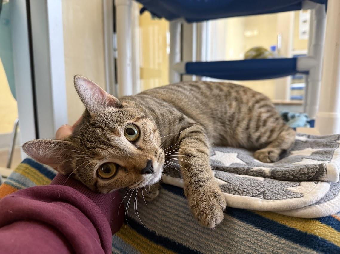 Belva, Adoptable, Young Female Domestic Short Hair.