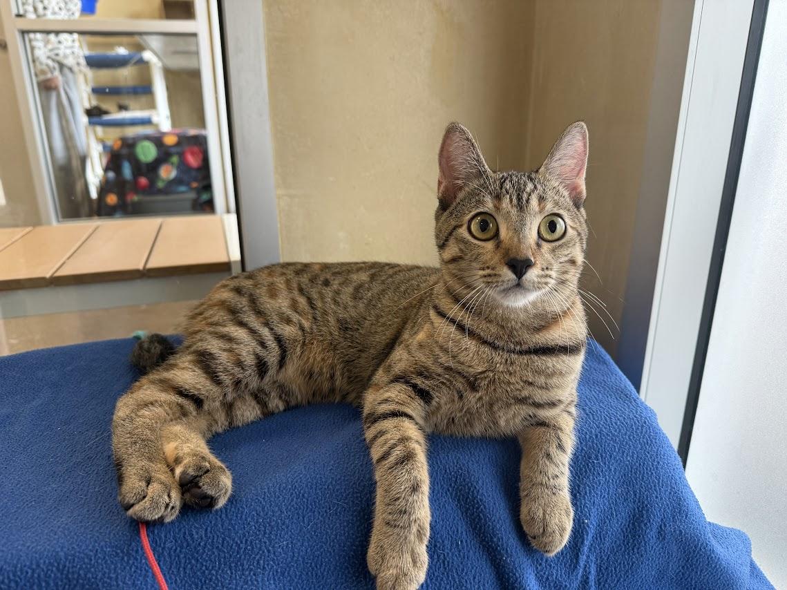 Enlarge Belva, a Adoptable Domestic Short Hair in Berkeley, CA image 5/6
