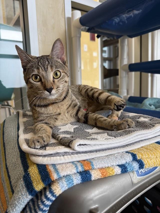 Enlarge Belva, a Adoptable Domestic Short Hair in Berkeley, CA image 2/6