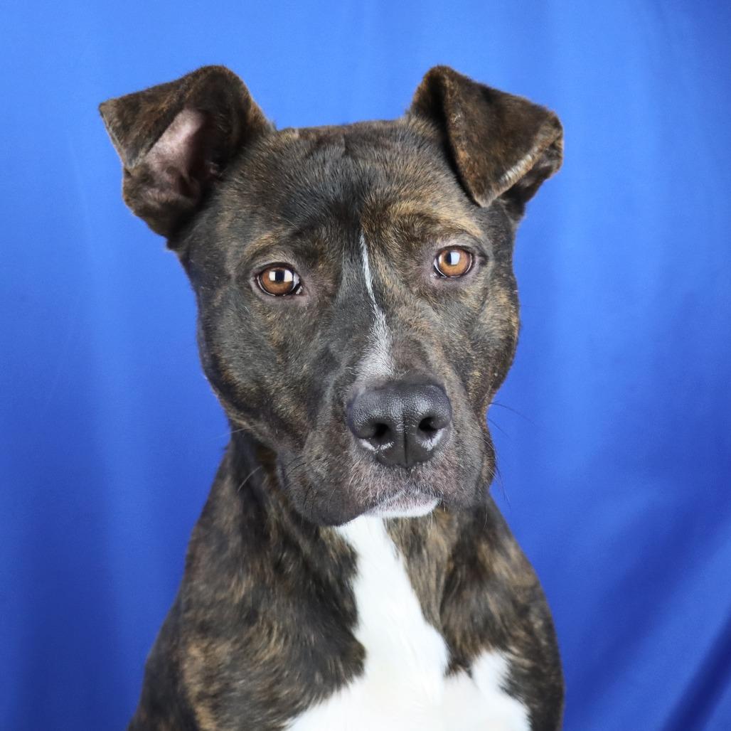 Enlarge Ernie - 102502T, a Adoptable mixed breed in Tupelo, MS image 1/4