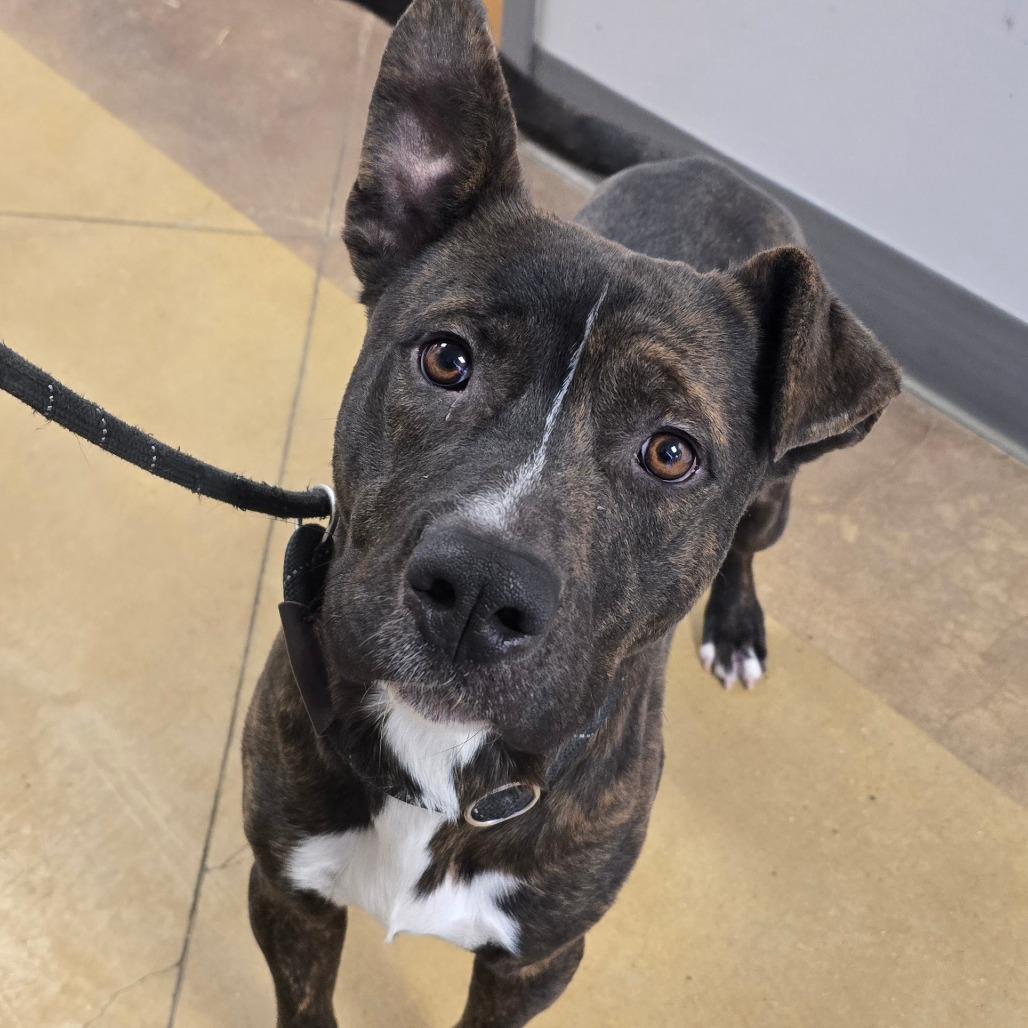 Enlarge Ernie - 102502T, a Adoptable mixed breed in Tupelo, MS image 3/4