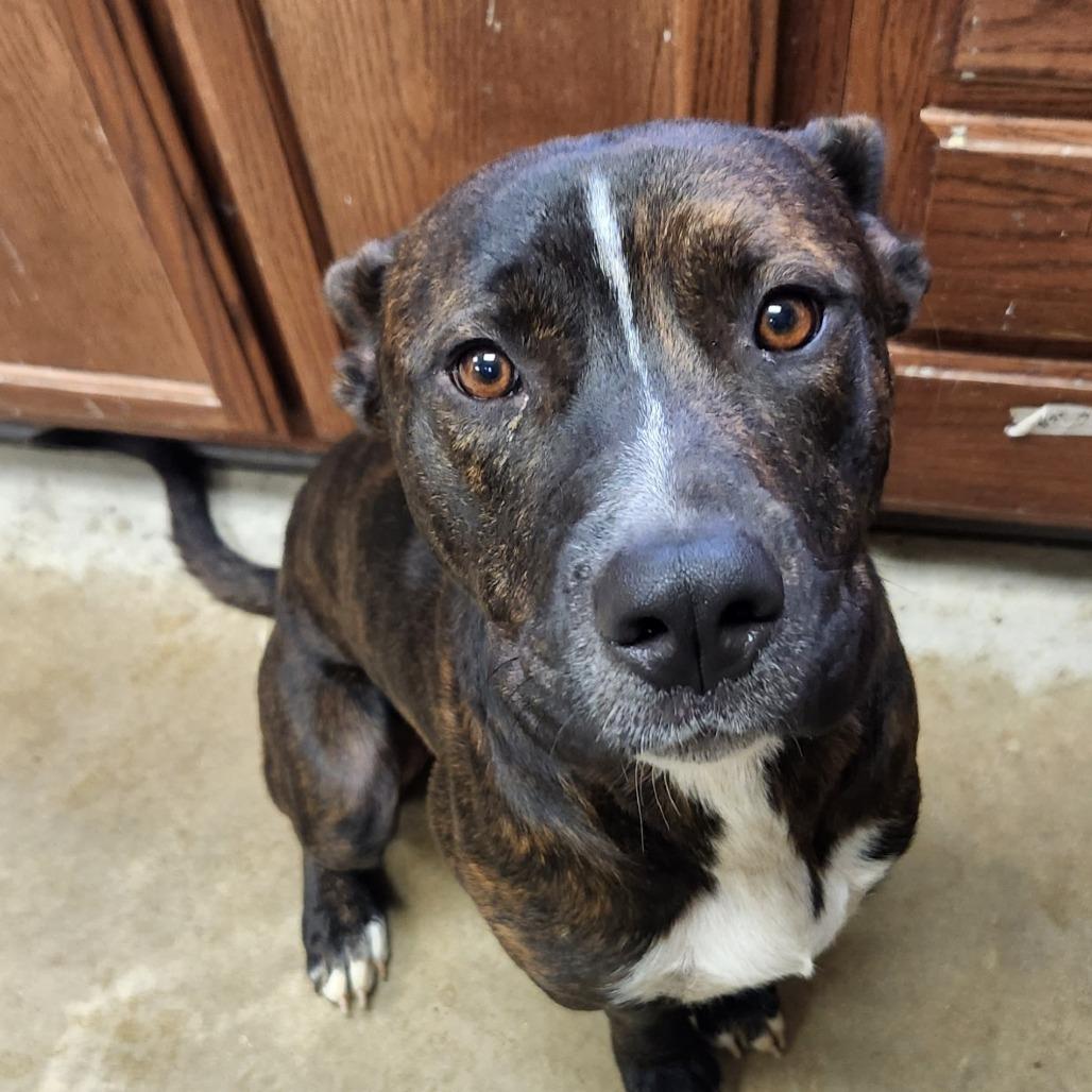 Enlarge Ernie - 102502T, a Adoptable mixed breed in Tupelo, MS image 4/4