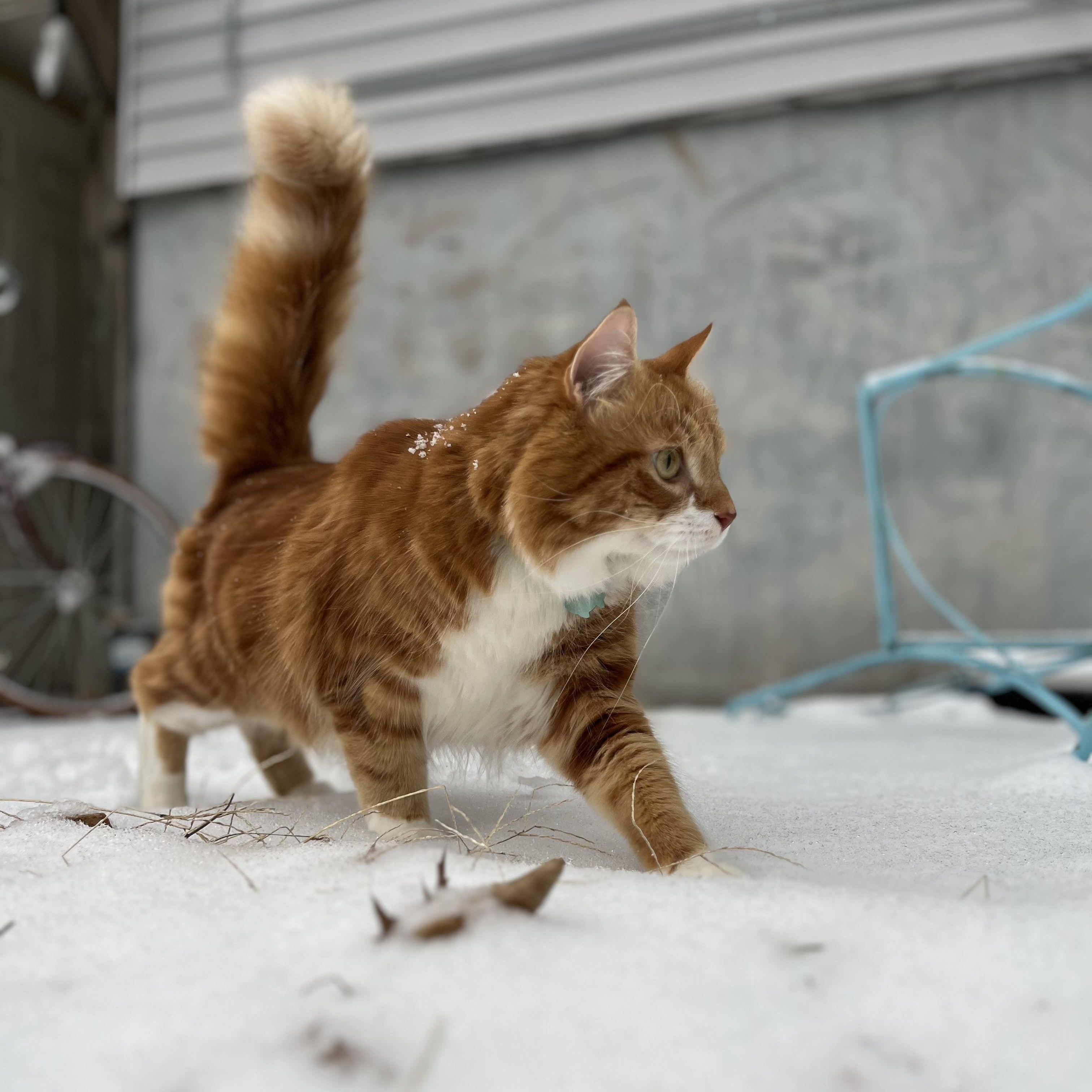 Enlarge Pancake, an adoption pending Domestic Medium Hair in Highland Park, NJ image 2/4