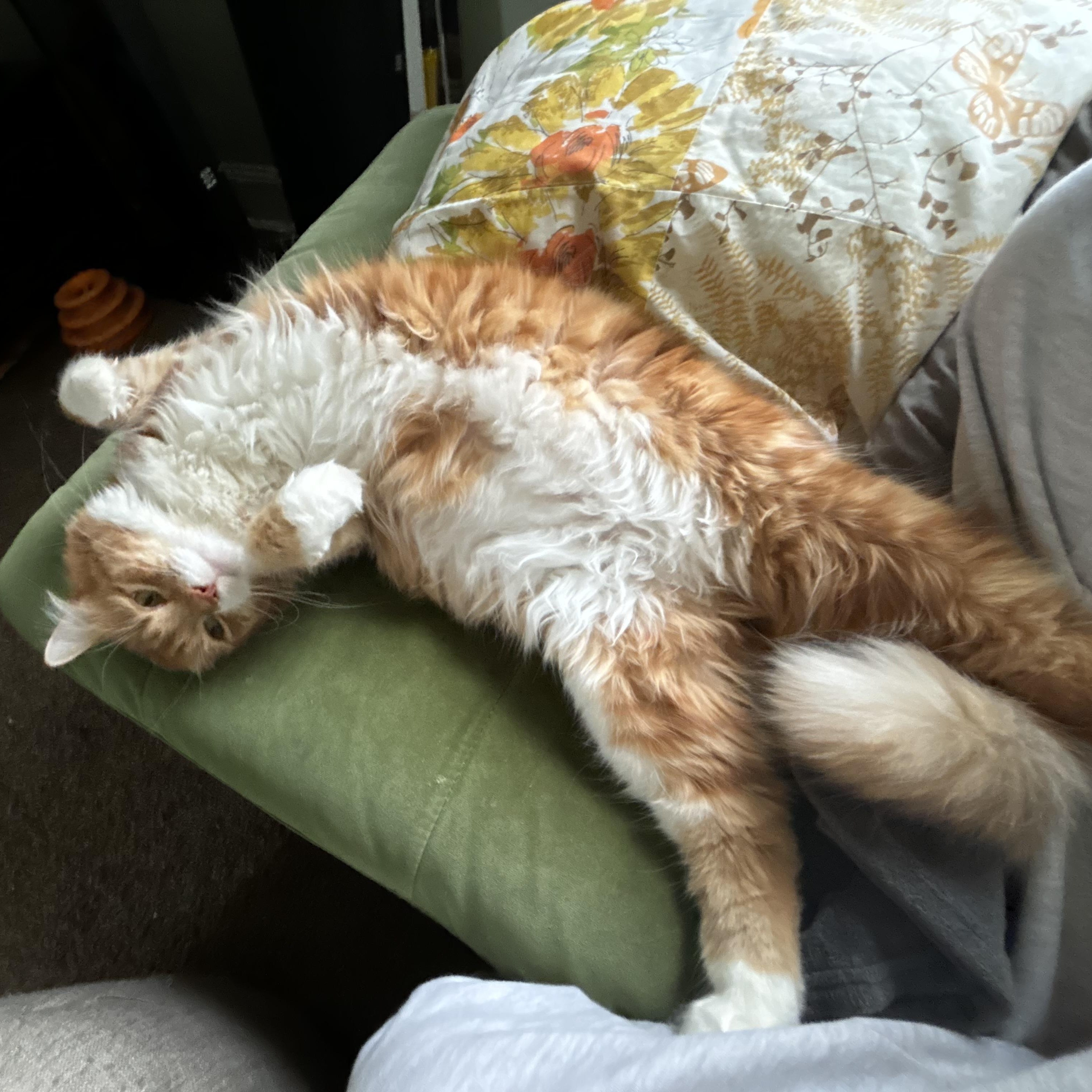 Enlarge Pancake, an adoption pending Domestic Medium Hair in Highland Park, NJ image 1/4