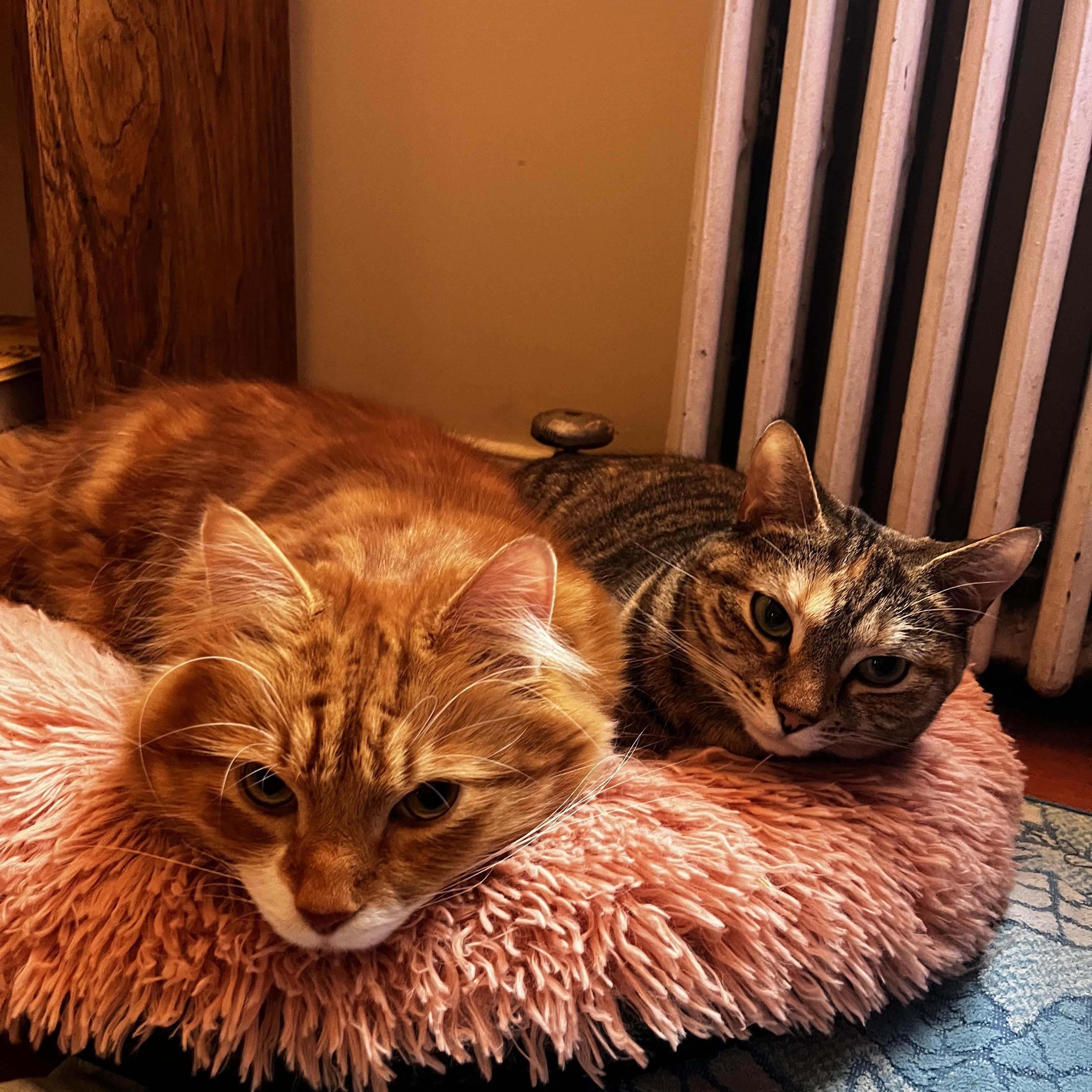 Enlarge Pancake, an adoption pending Domestic Medium Hair in Highland Park, NJ image 4/4