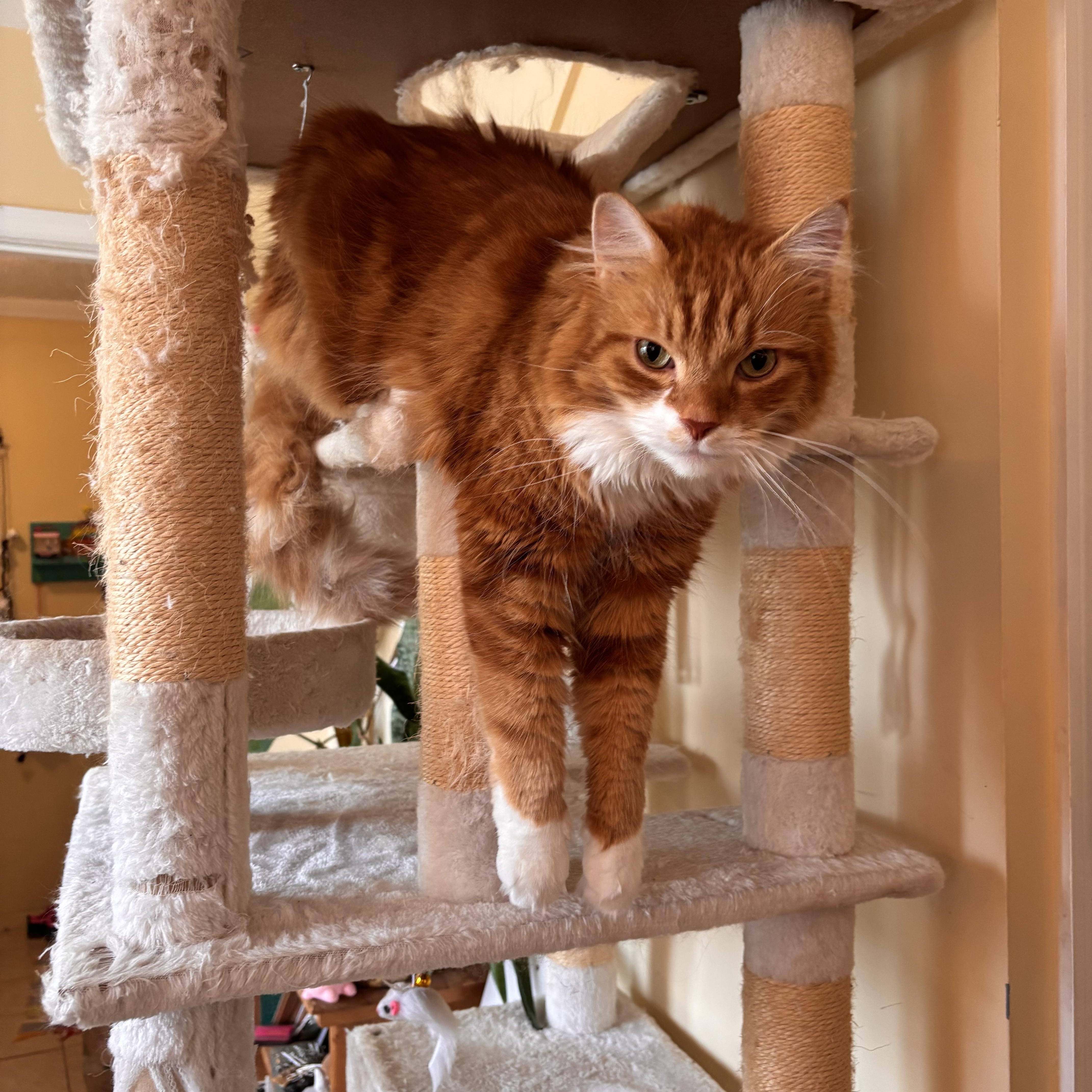 Enlarge Pancake, an adoption pending Domestic Medium Hair in Highland Park, NJ image 3/4