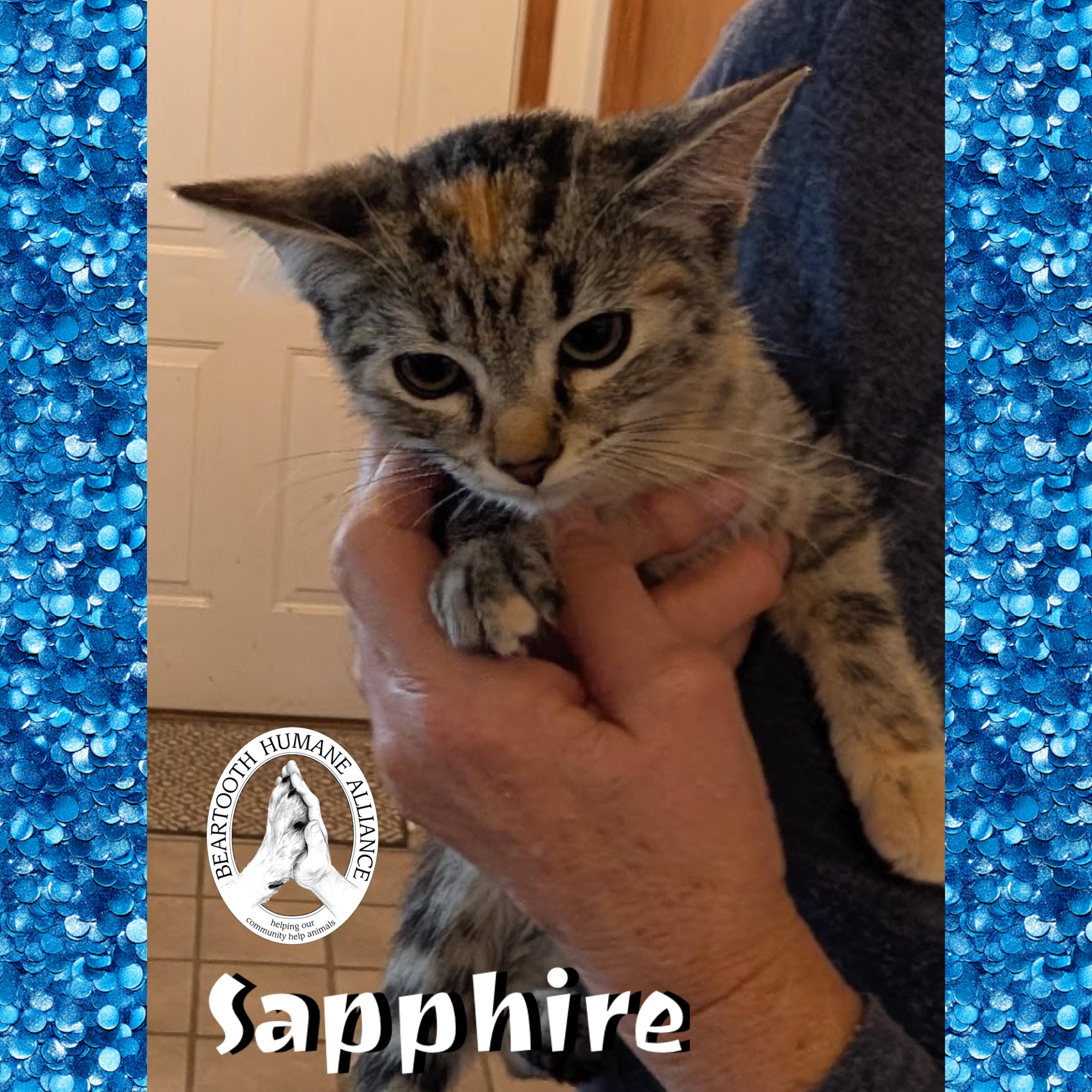 Sapphire, a Adoptable Domestic Short Hair in Red Lodge, MT image 1/2