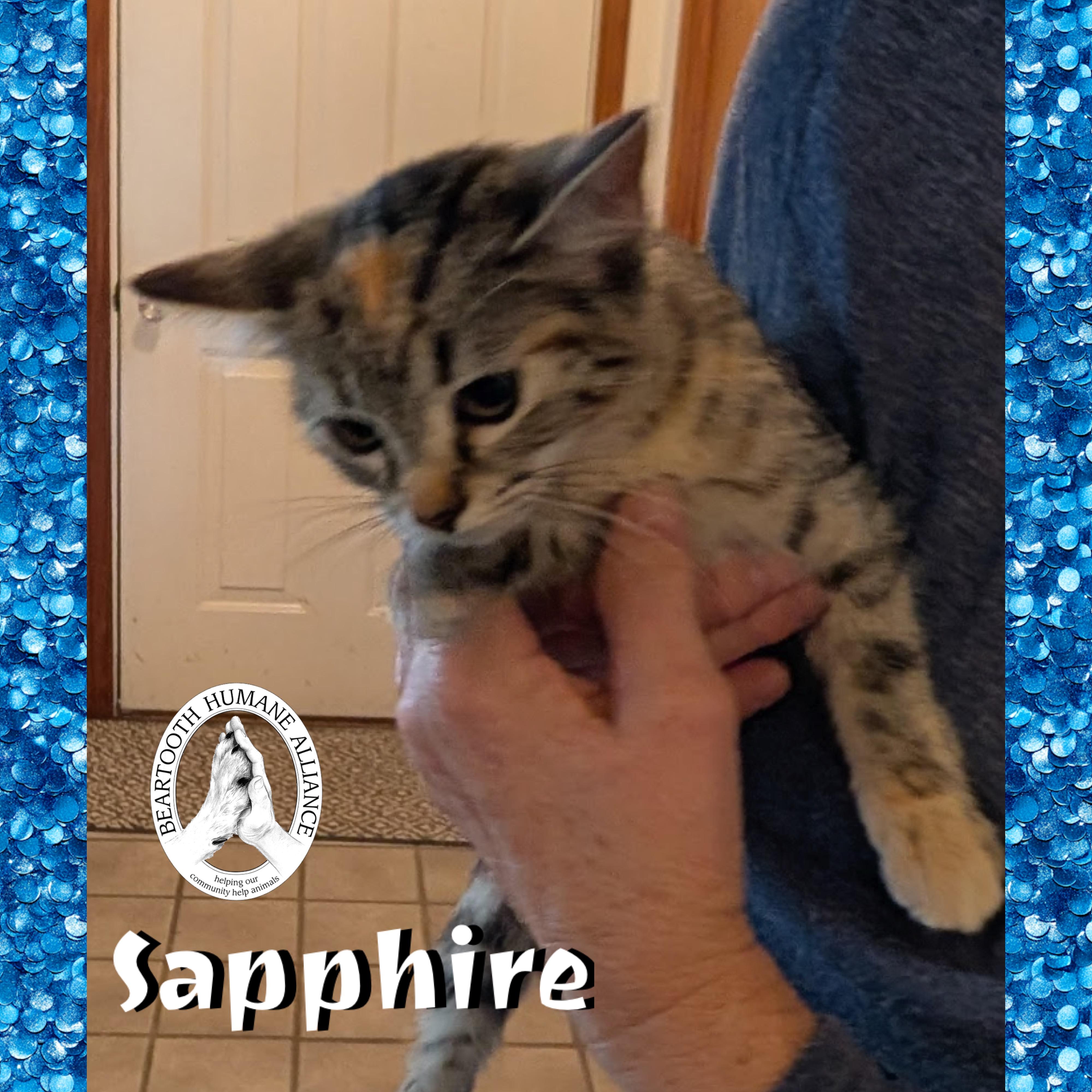 Sapphire, a Adoptable Domestic Short Hair in Red Lodge, MT image 2/2