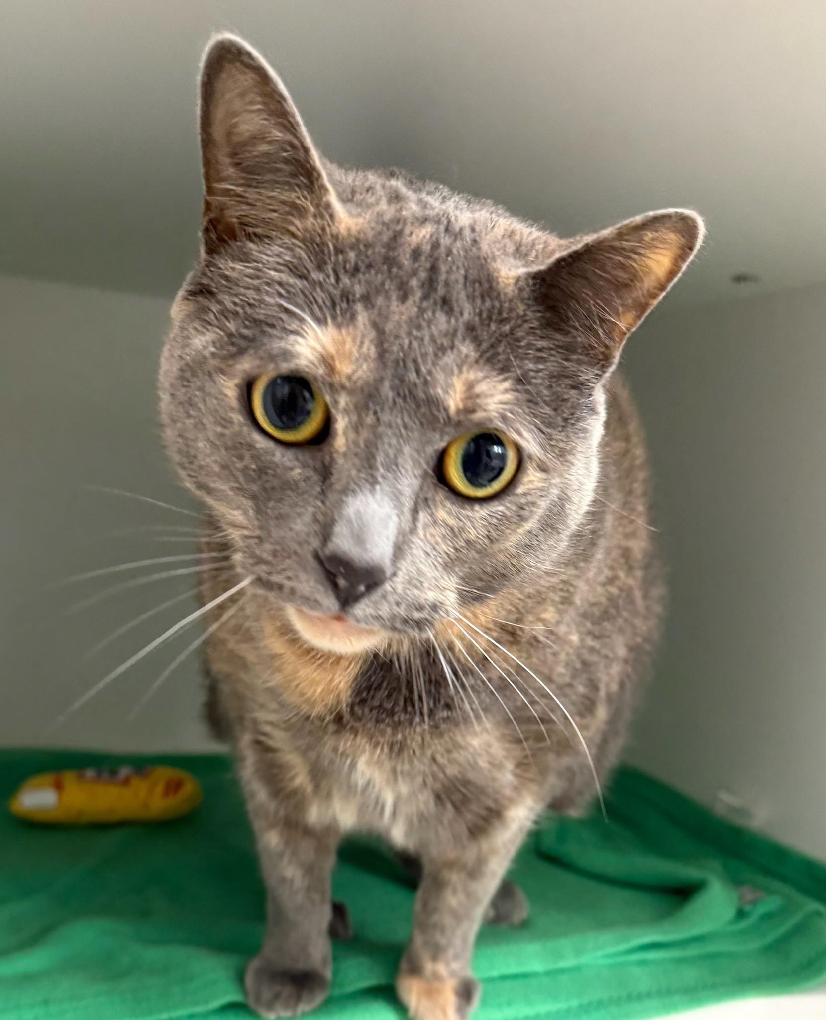 Enlarge Smokey, an adopted Domestic Short Hair in Quincy, MA image 1/1