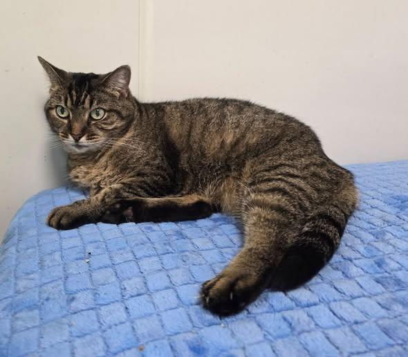 Enlarge Lilly, an adopted Domestic Short Hair in Williamsport, PA image 1/1