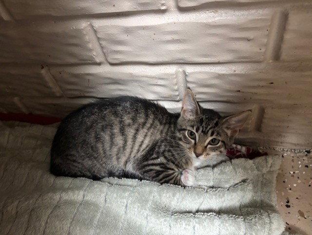 Dakota, Adoptable, Kitten Female Tabby & Domestic Short Hair.