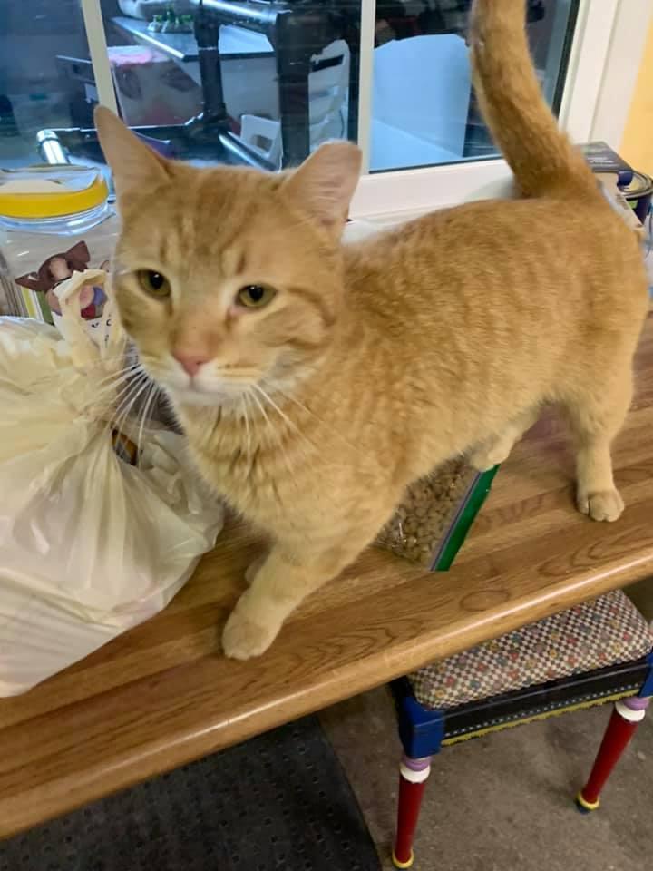 Enlarge Ophie, a Adopted Tabby in Mishawaka, IN image 1/1