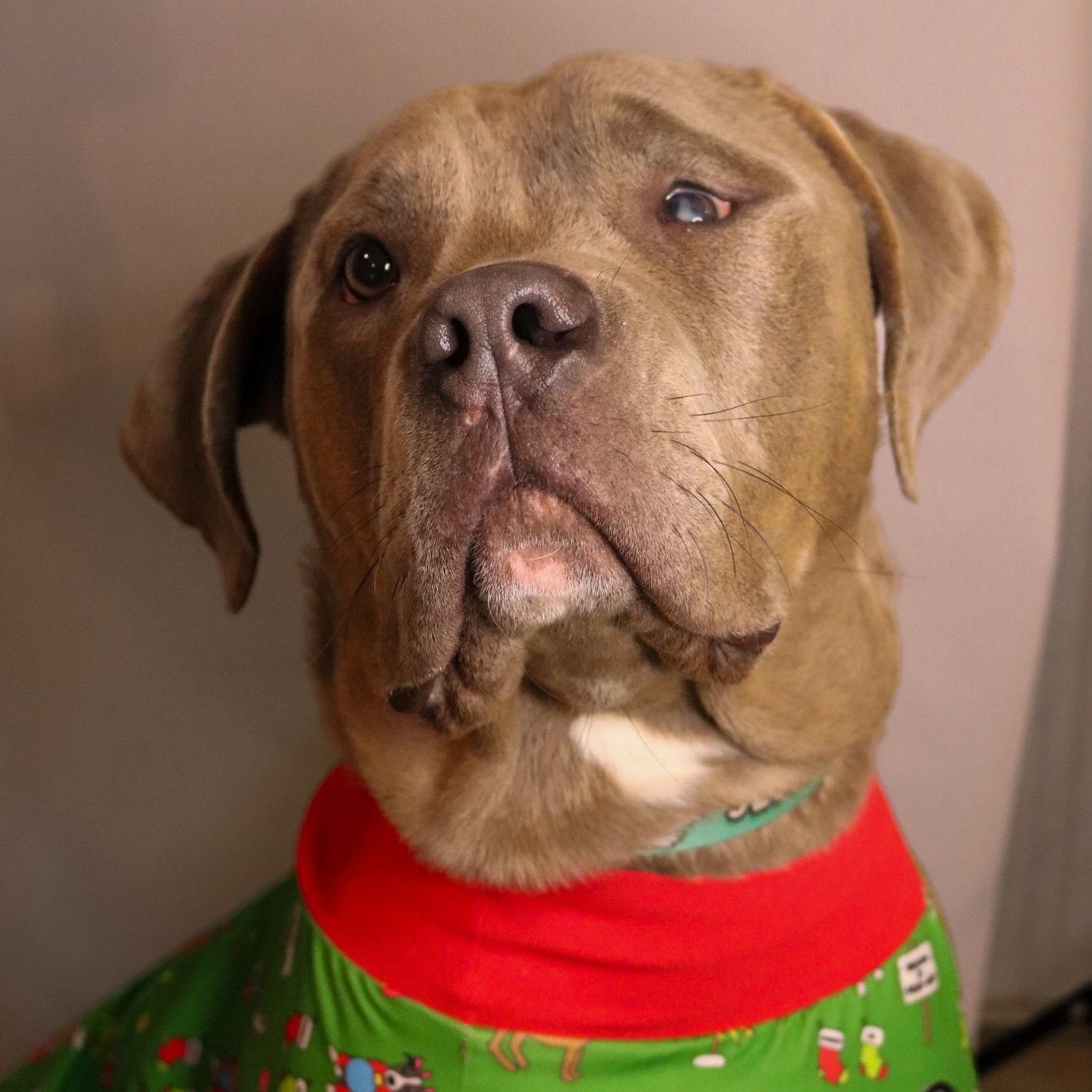 Enlarge Buddy, a ADOPTABLE mixed breed in Grafton, OH image 4/6