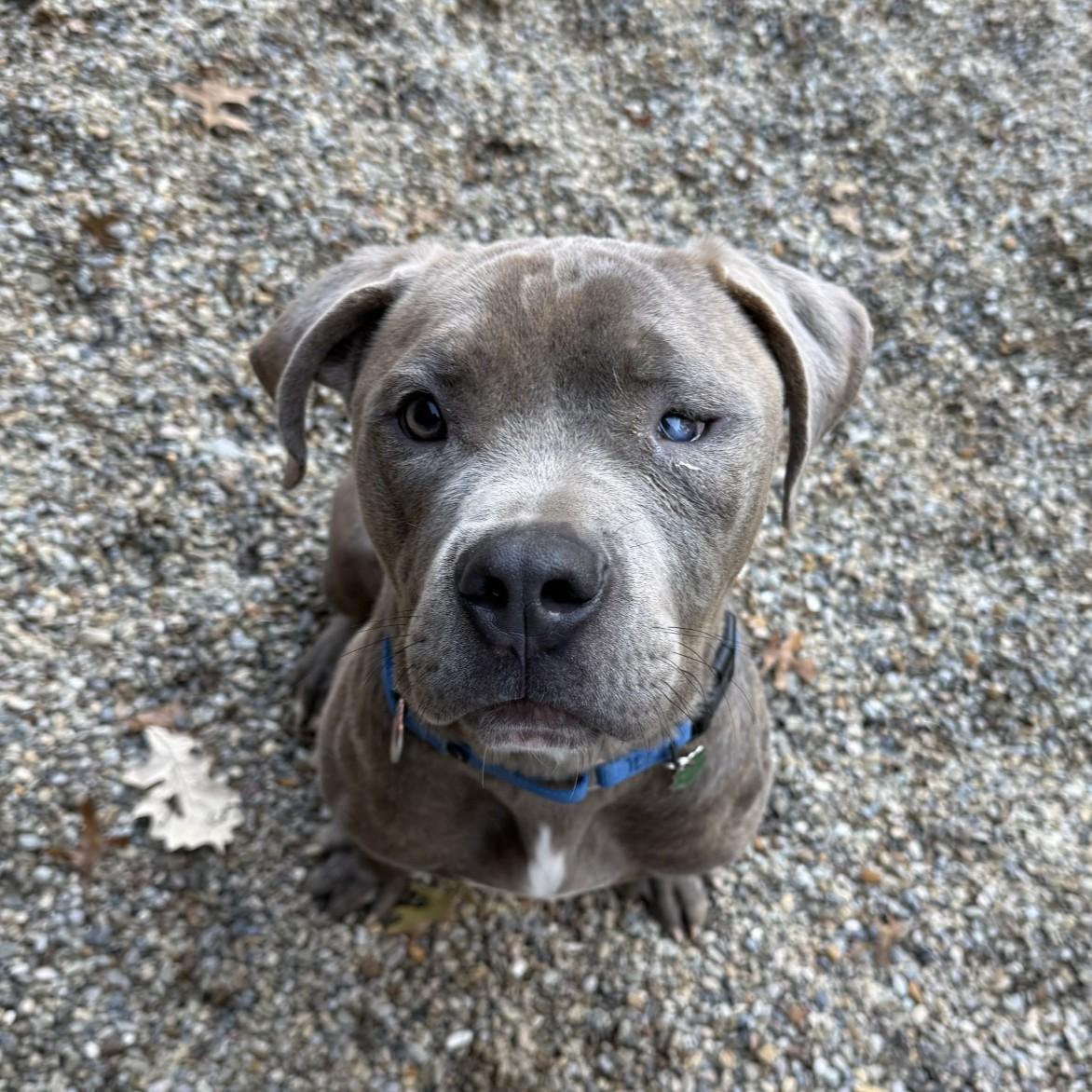 Buddy, ADOPTABLE, Young Male Mastiff.