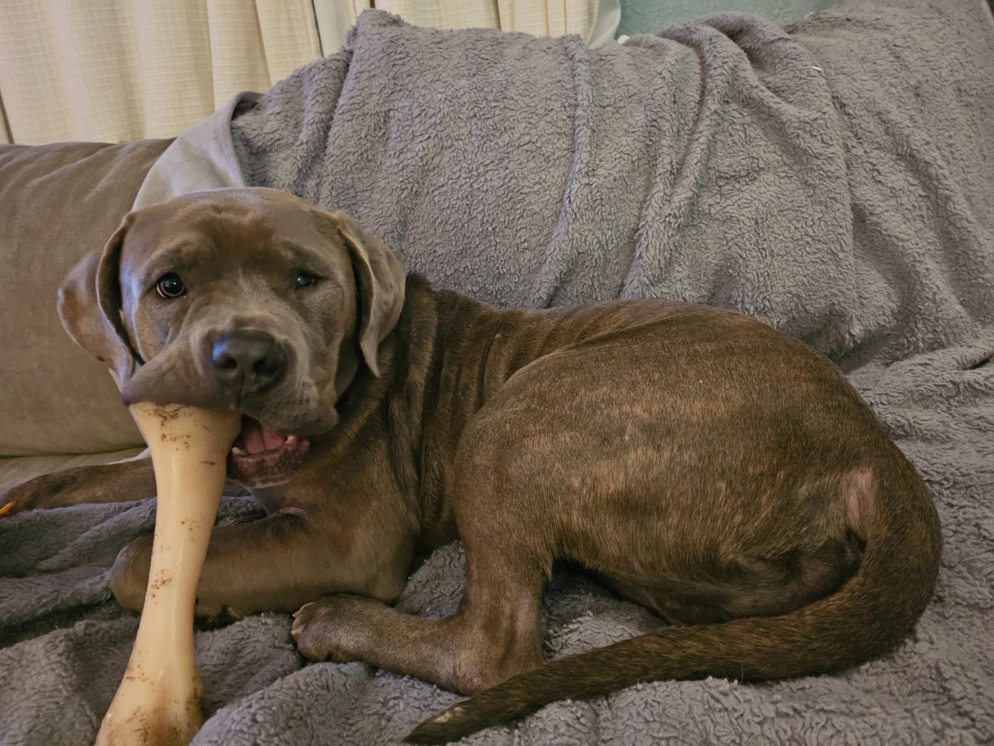 Enlarge Buddy, a ADOPTABLE mixed breed in Grafton, OH image 2/6