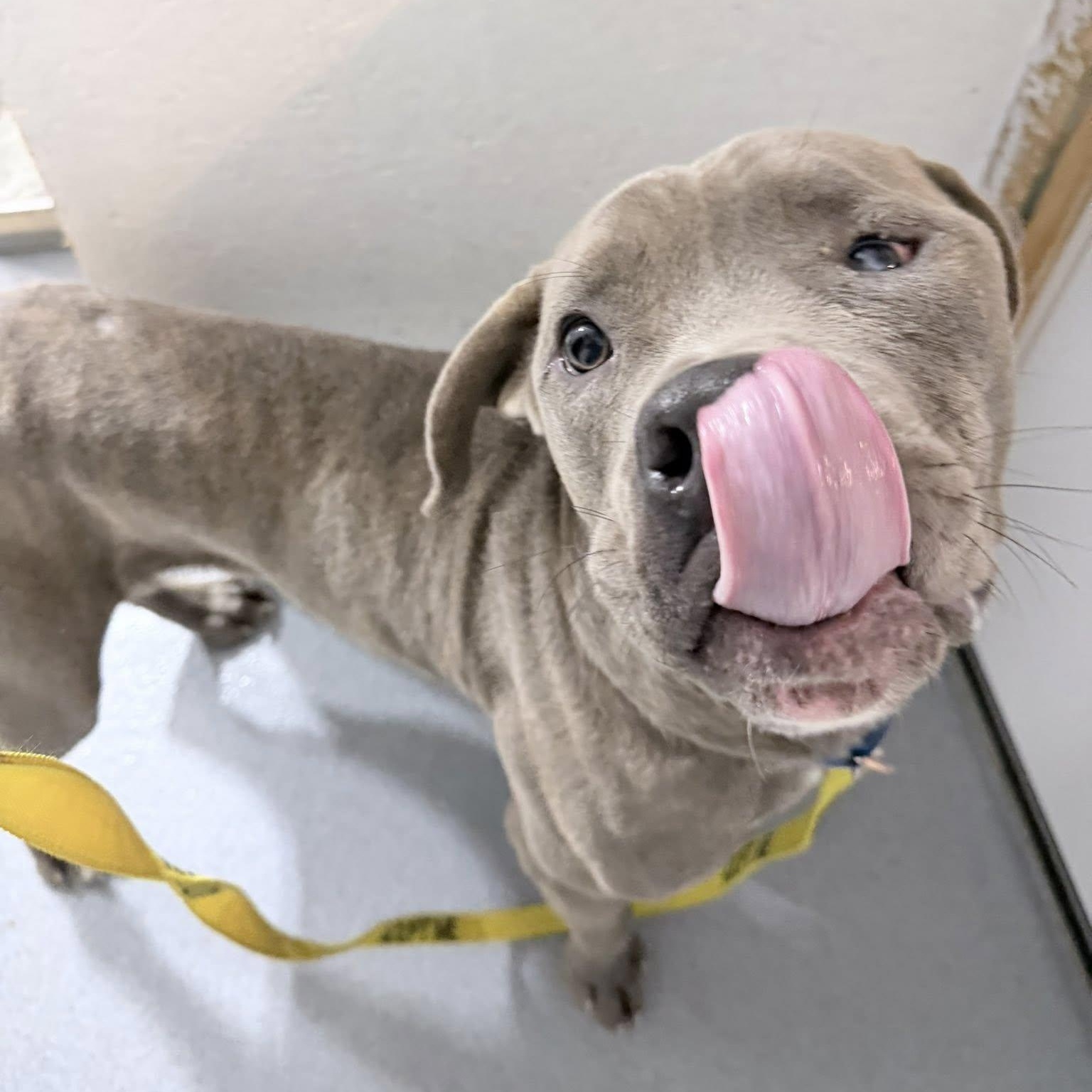 Enlarge Buddy, a ADOPTABLE mixed breed in Grafton, OH image 3/6