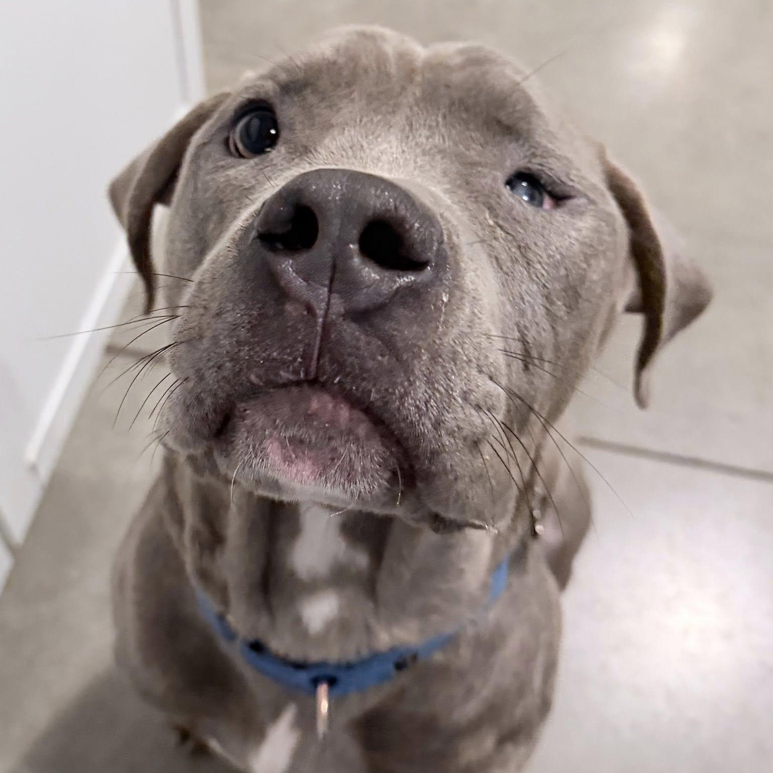 Enlarge Buddy, a ADOPTABLE mixed breed in Grafton, OH image 5/6