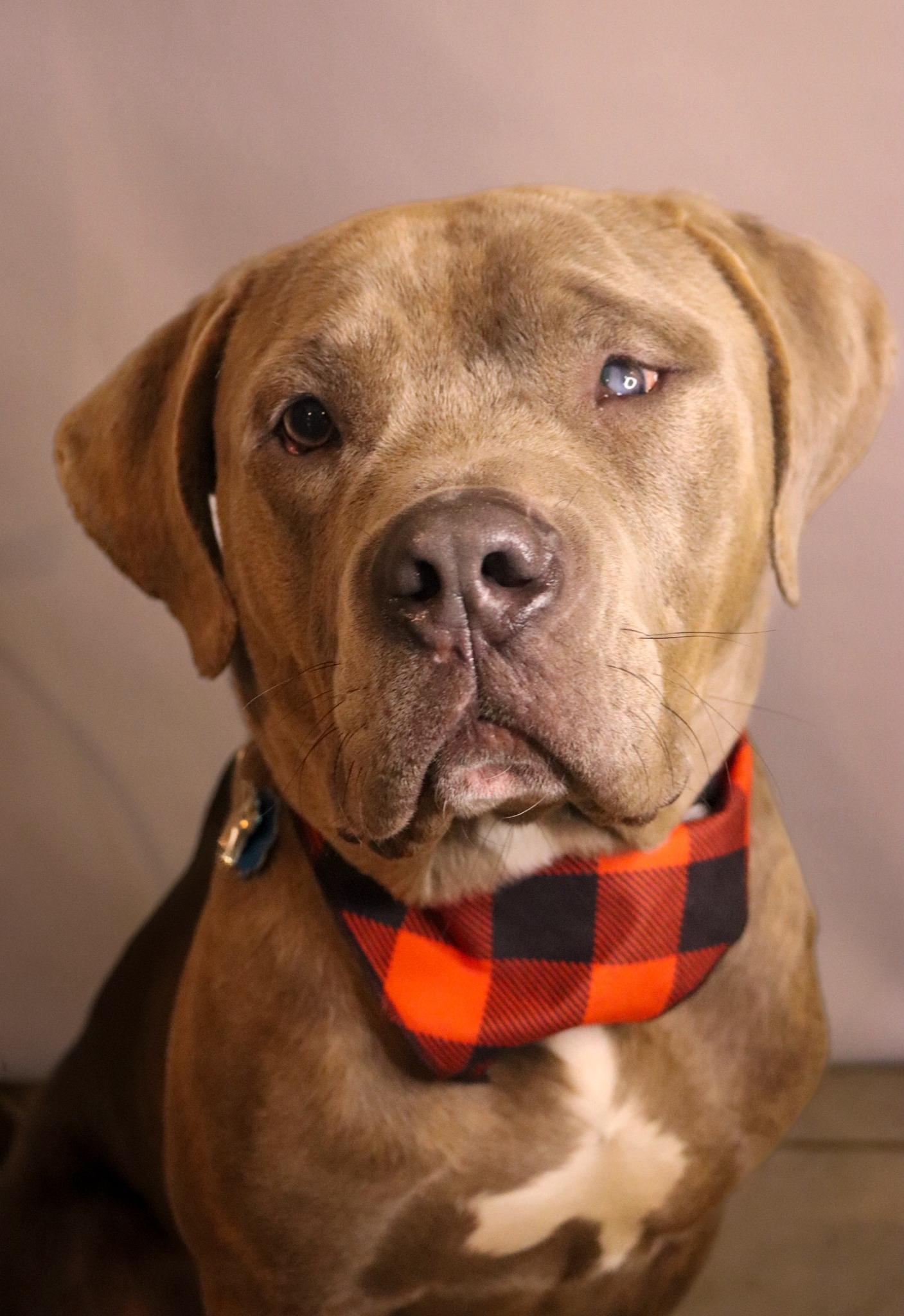 Enlarge Buddy, a ADOPTABLE mixed breed in Grafton, OH image 6/6