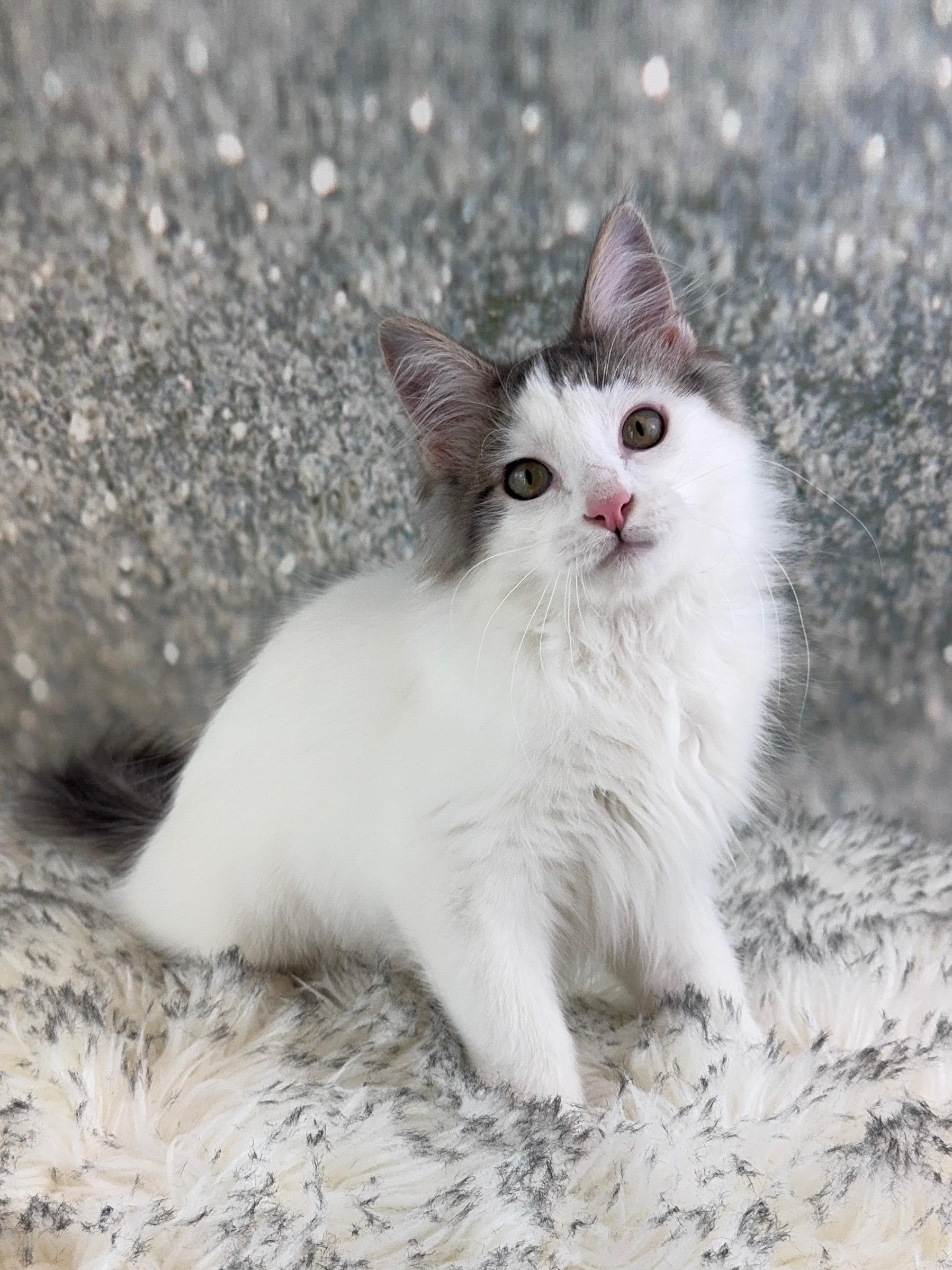 Enlarge Maxwell, a ADOPTABLE mixed breed in Houston, TX image 5/6