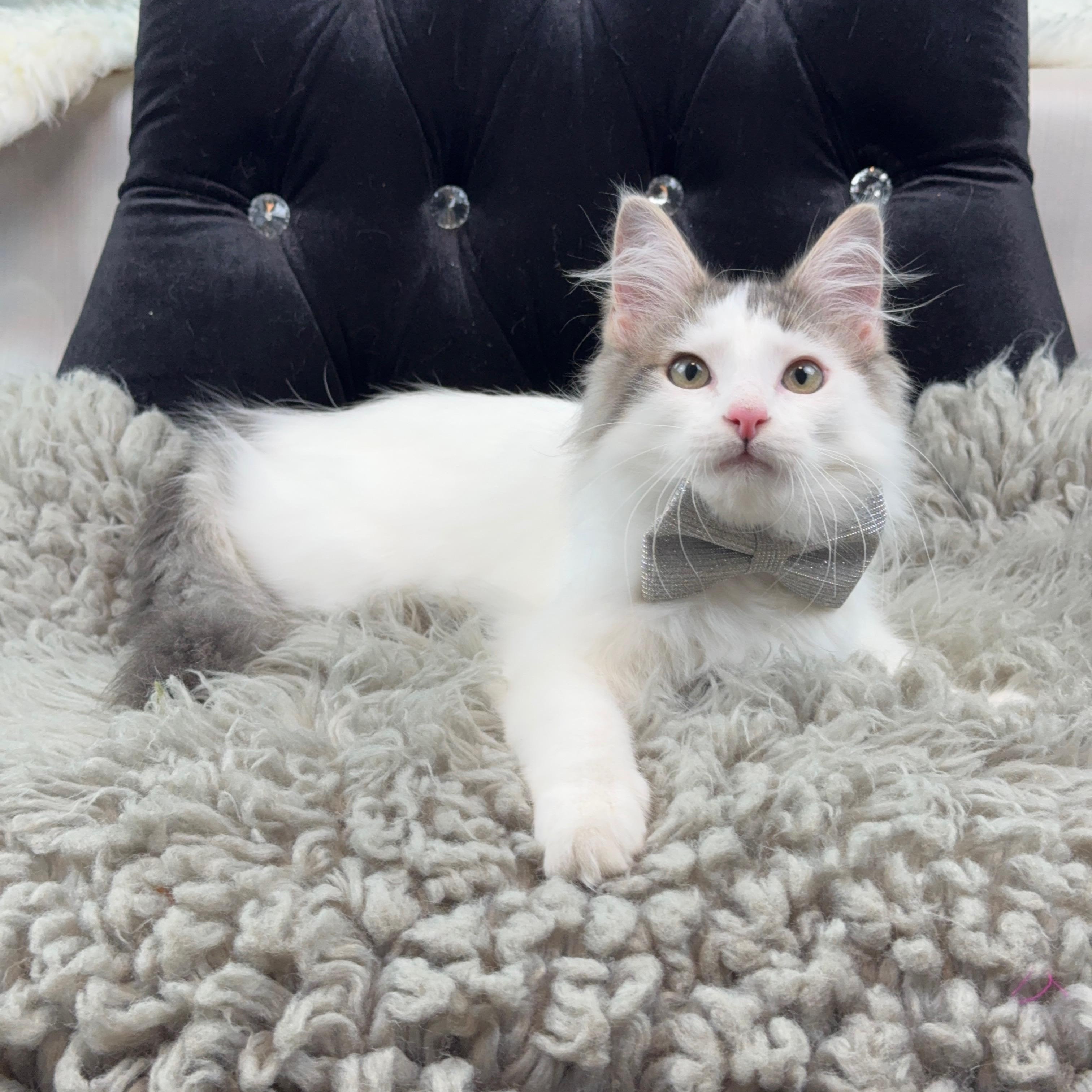 Enlarge Maxwell, a ADOPTABLE mixed breed in Houston, TX image 4/6