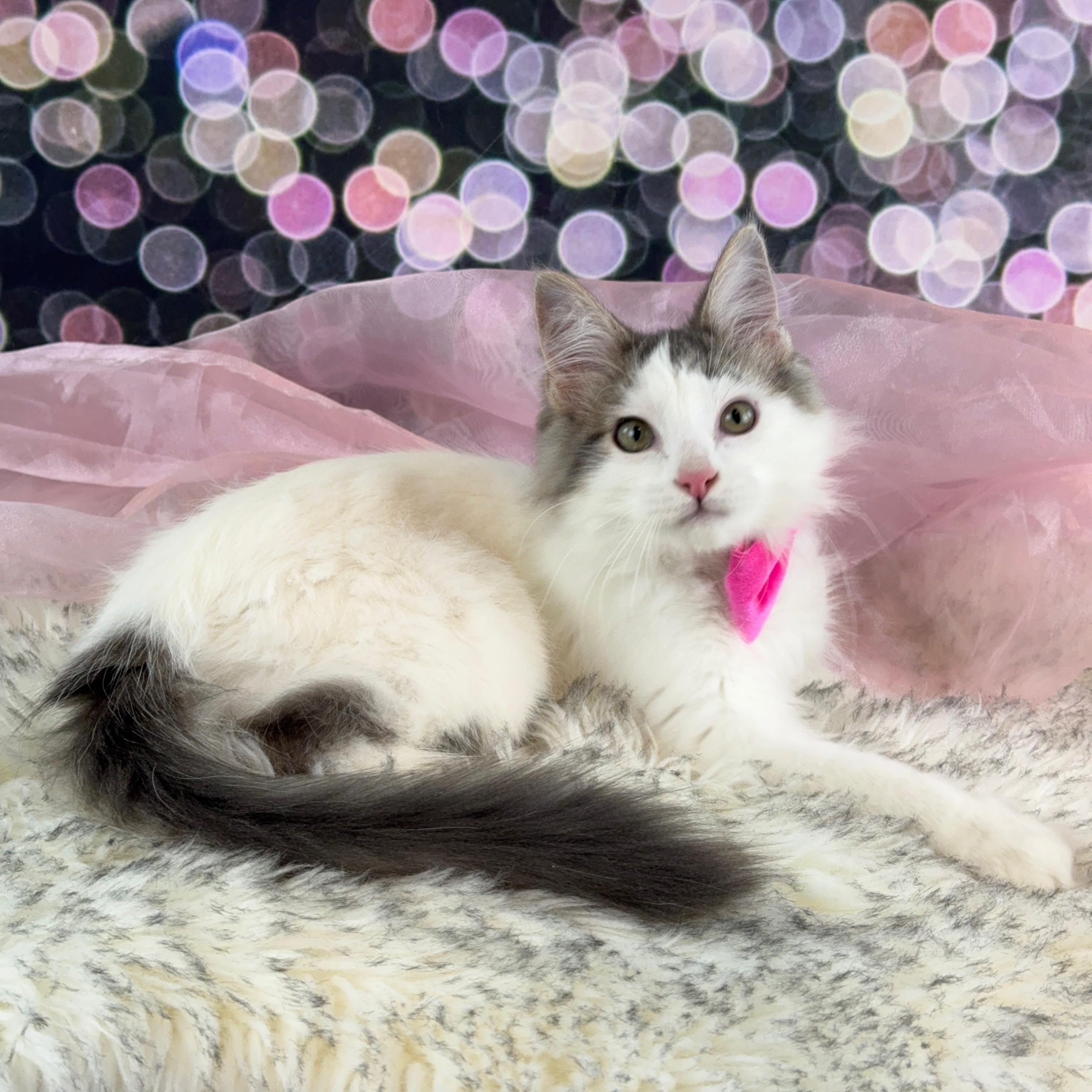 Enlarge Maxwell, a ADOPTABLE mixed breed in Houston, TX image 2/6