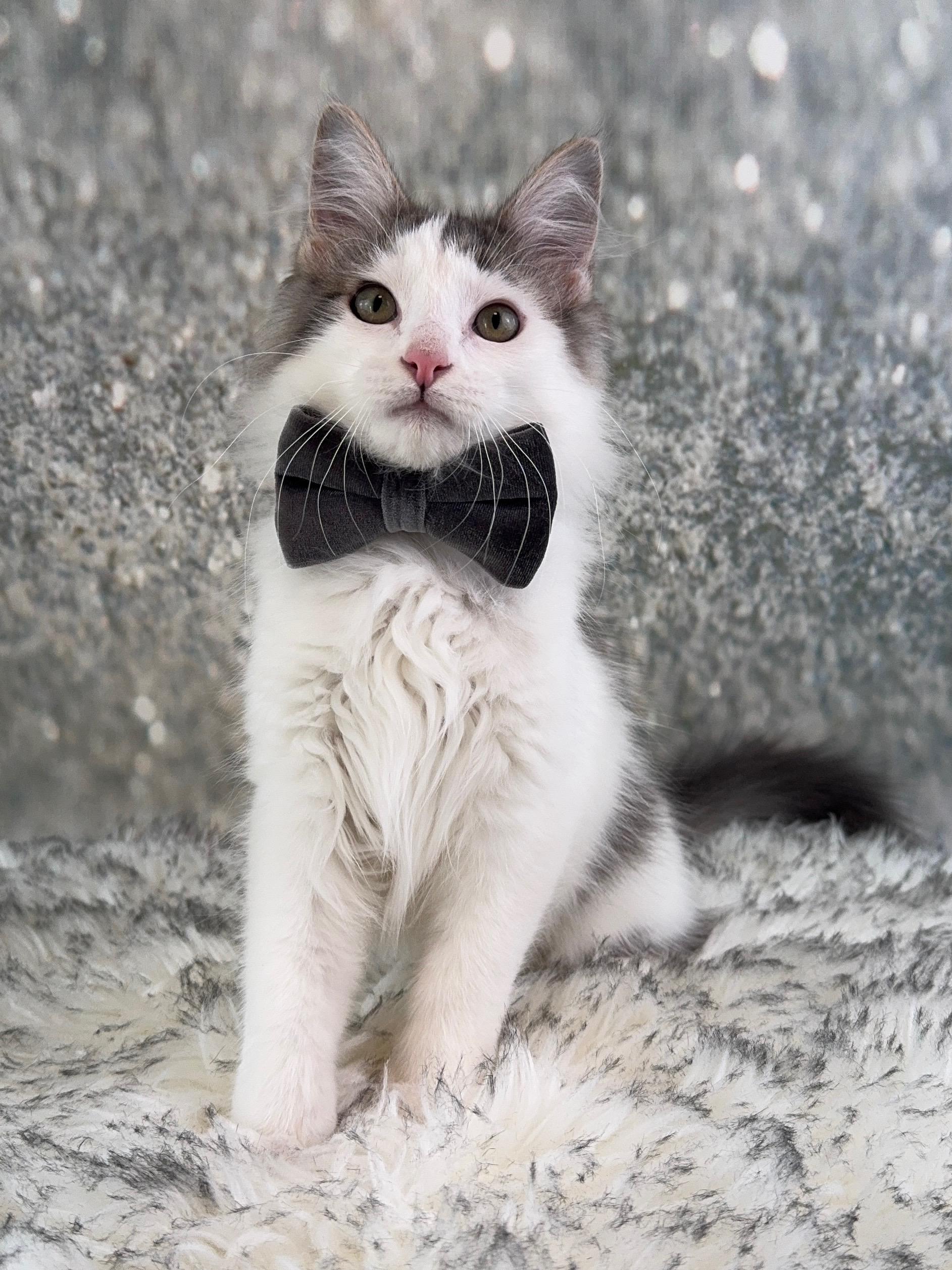 Enlarge Maxwell, a ADOPTABLE mixed breed in Houston, TX image 1/6