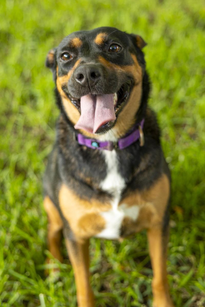 Betsy, a Adoptable mixed breed in Willowbrook, IL image 1/6