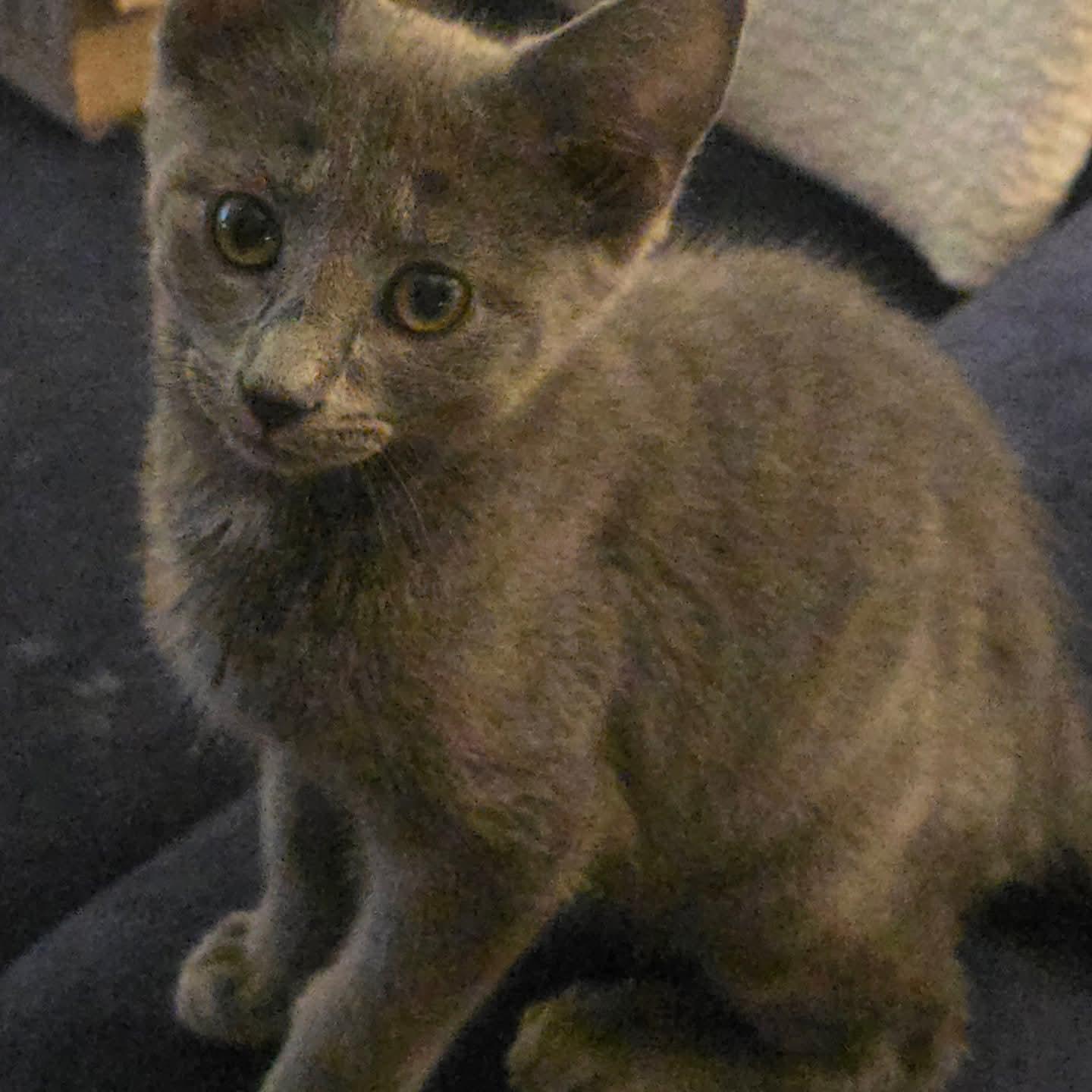 Enlarge Brick, an adopted Domestic Short Hair in Indianapolis, IN image 4/4