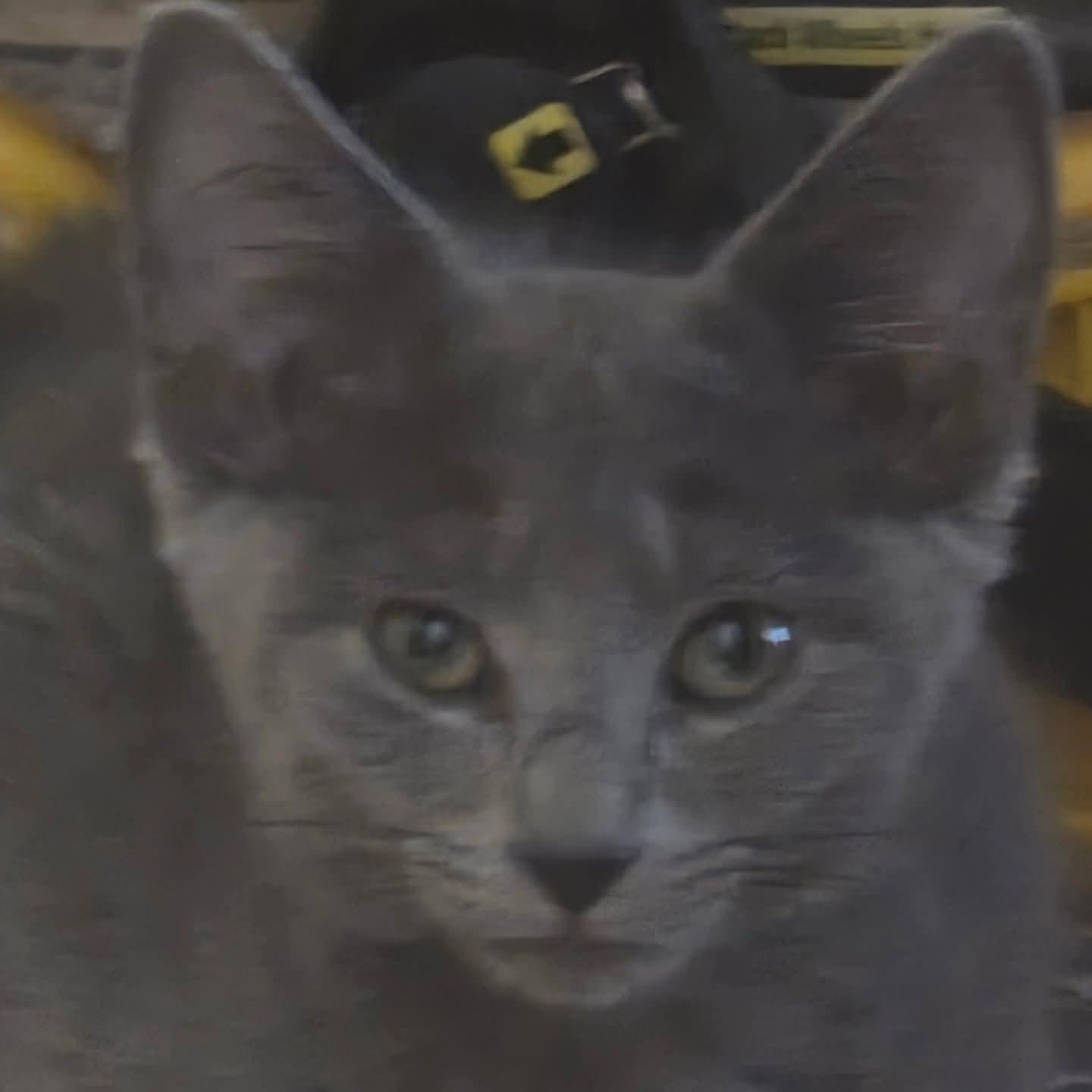 Enlarge Brick, an adopted Domestic Short Hair in Indianapolis, IN image 3/4