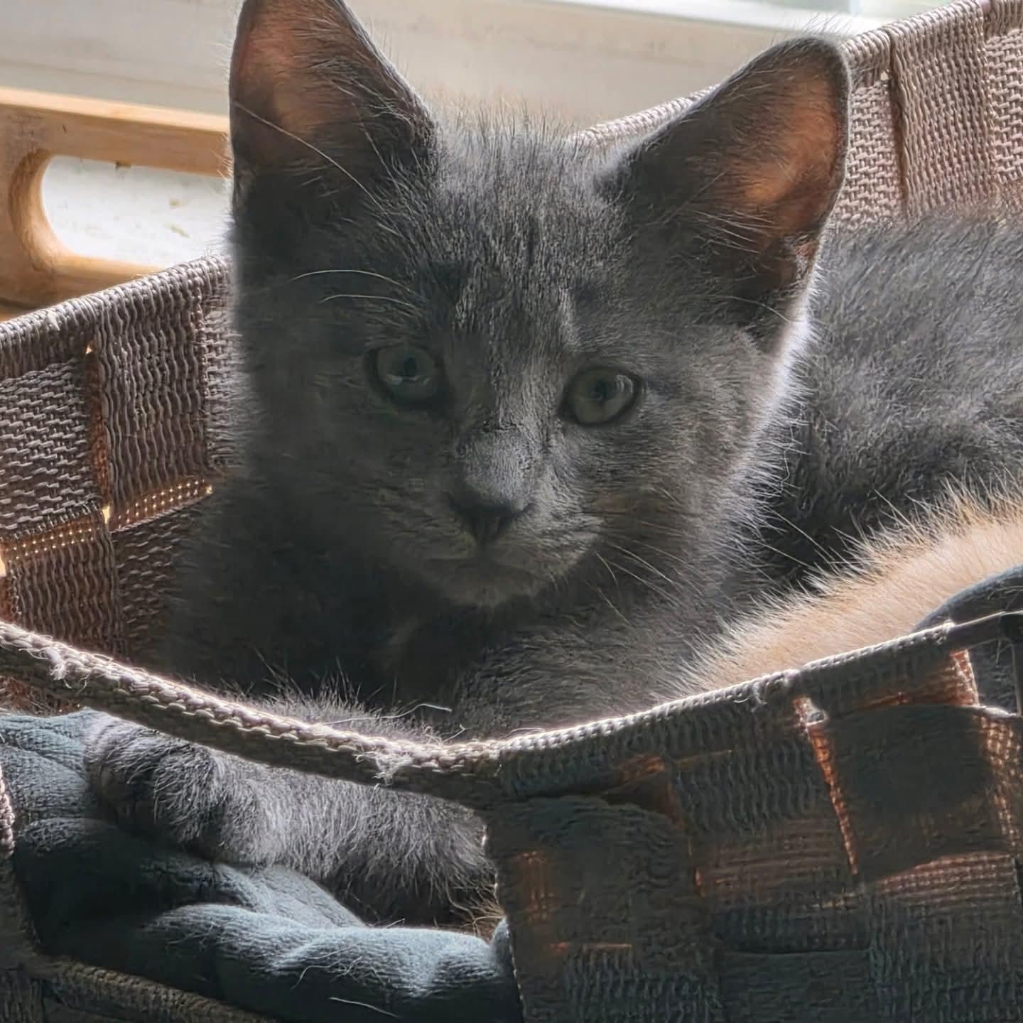 Enlarge Brick, an adopted Domestic Short Hair in Indianapolis, IN image 2/4