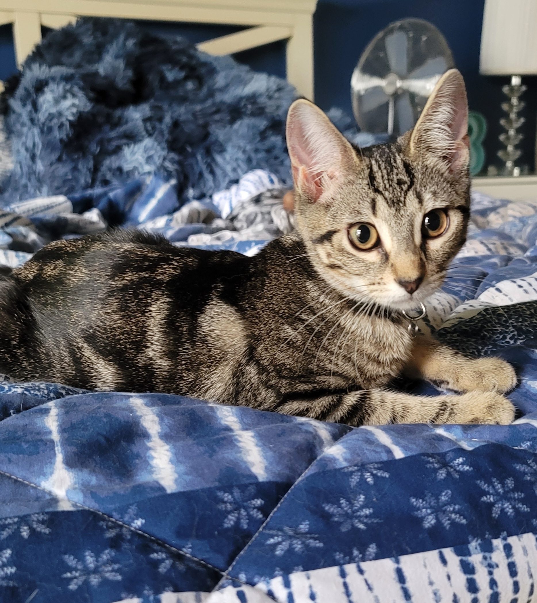 Ainsley, Adopted, Kitten Female Domestic Short Hair.