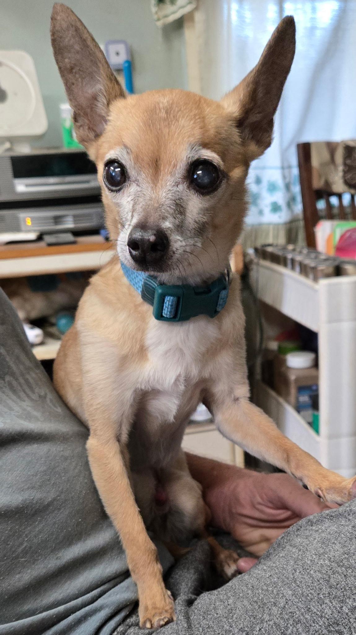 Hector, ADOPTABLE, Senior Male Chihuahua.