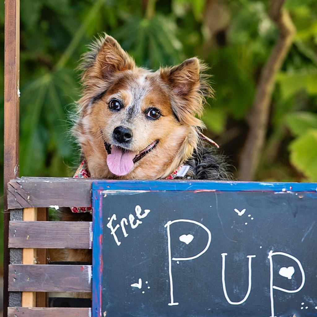 Cherie Lee, Adoptable, Adult Female Cattle Dog & Australian Shepherd.