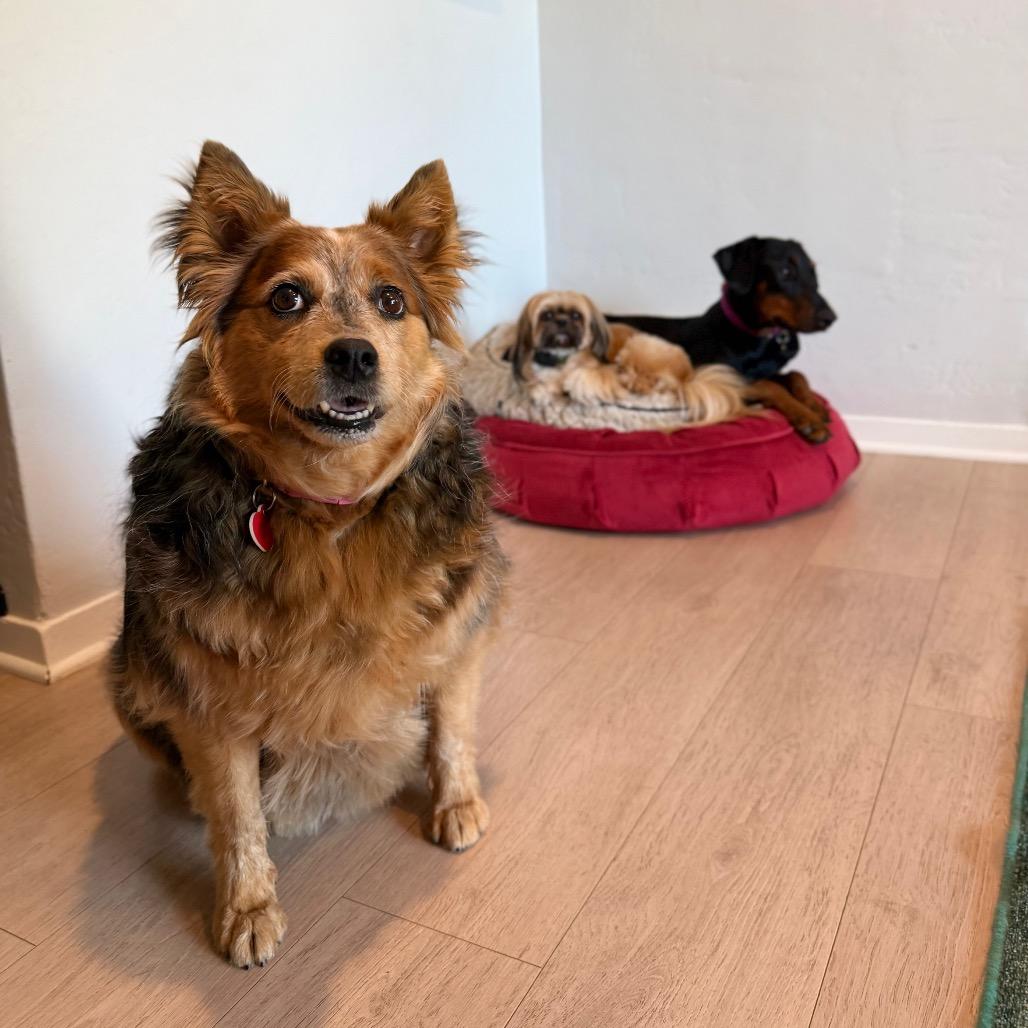 Enlarge Cherie Lee, a Adoptable mixed breed in Los Angeles, CA image 3/6