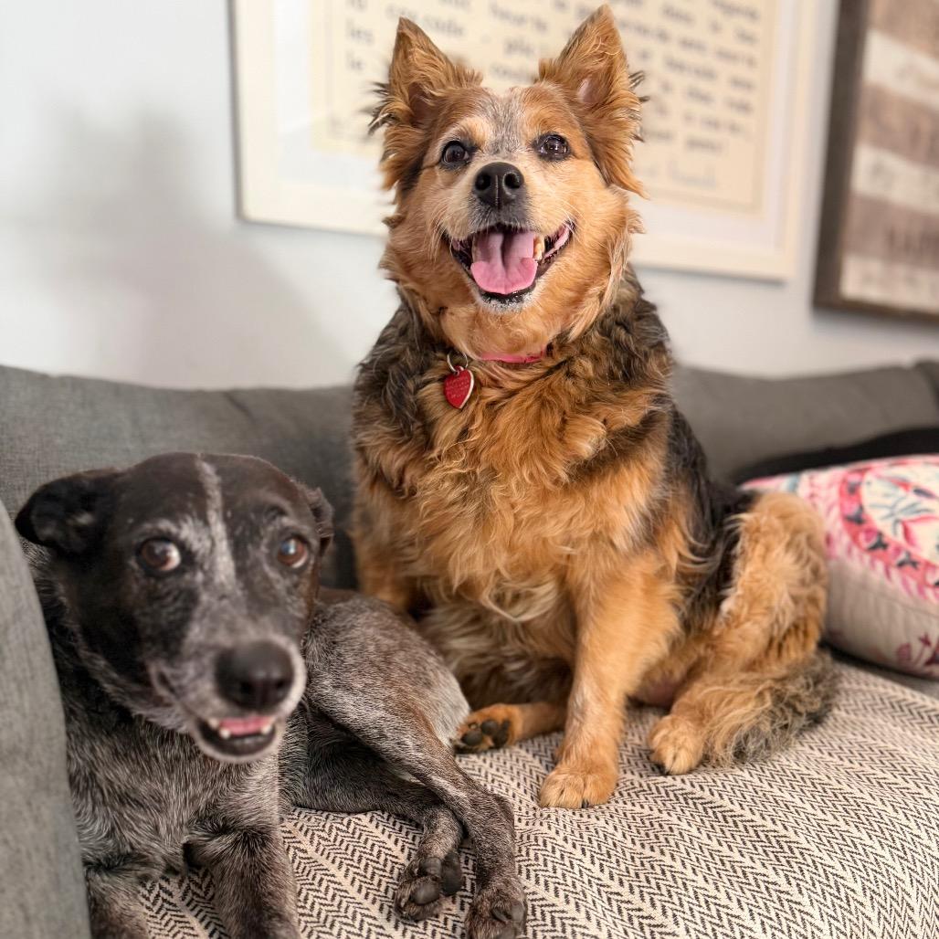 Enlarge Cherie Lee, a Adoptable mixed breed in Los Angeles, CA image 4/6