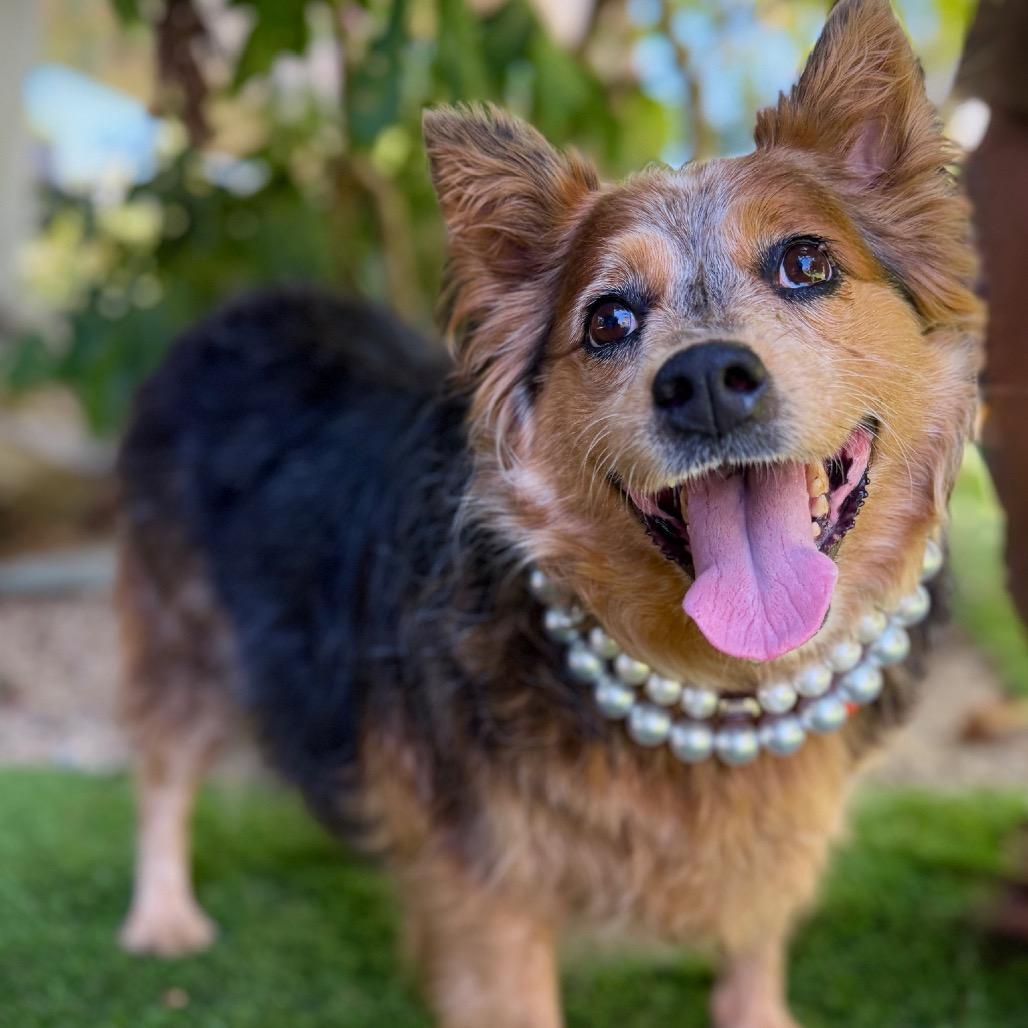 Enlarge Cherie Lee, a Adoptable mixed breed in Los Angeles, CA image 5/6