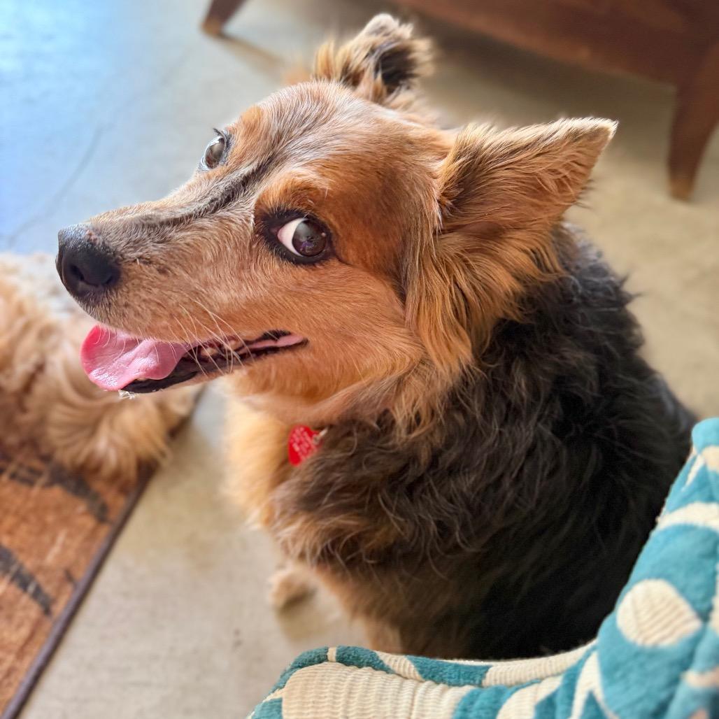 Enlarge Cherie Lee, a Adoptable mixed breed in Los Angeles, CA image 6/6