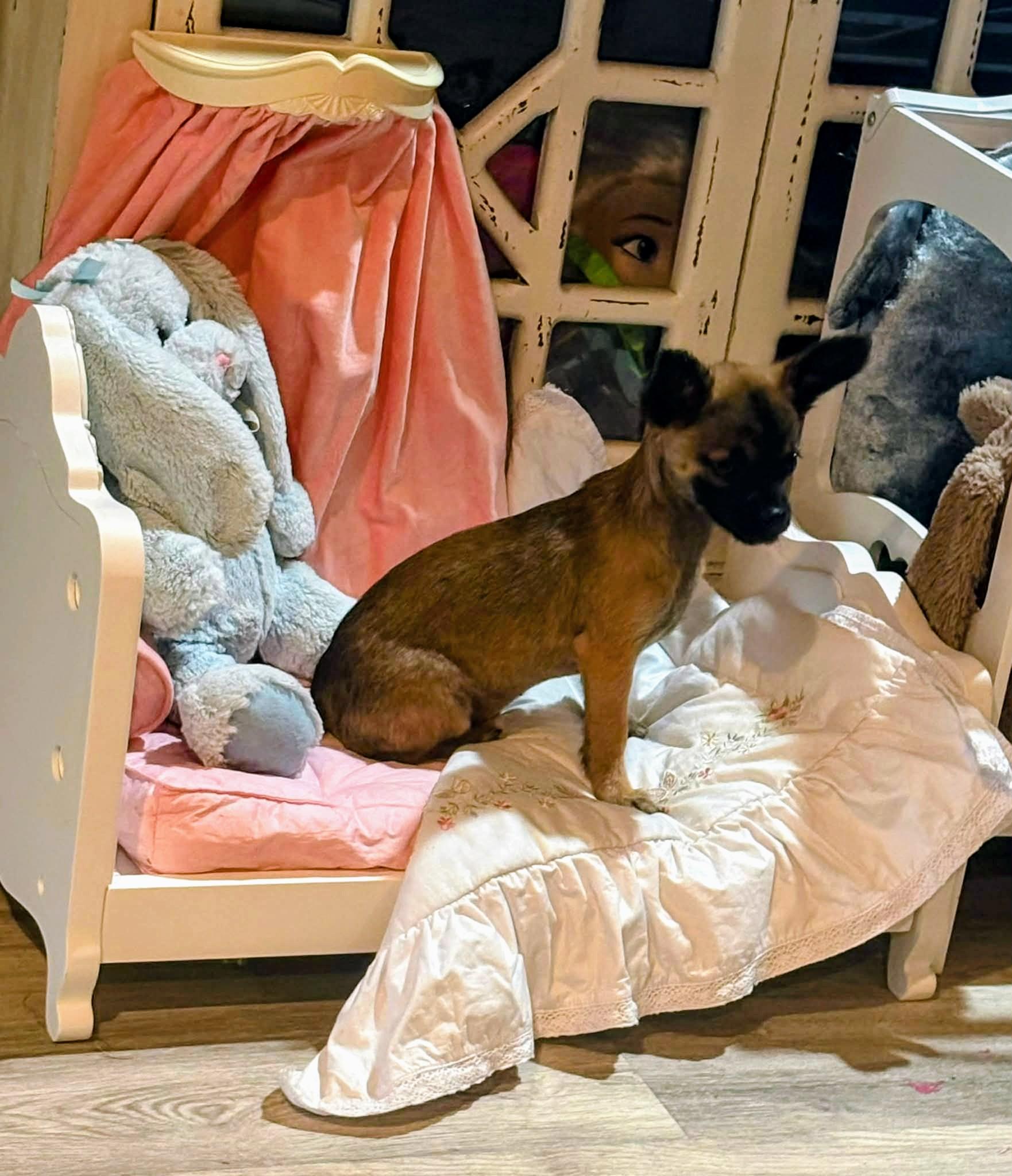 Scrappy, Adoptable, Puppy Female Chihuahua & Papillon.