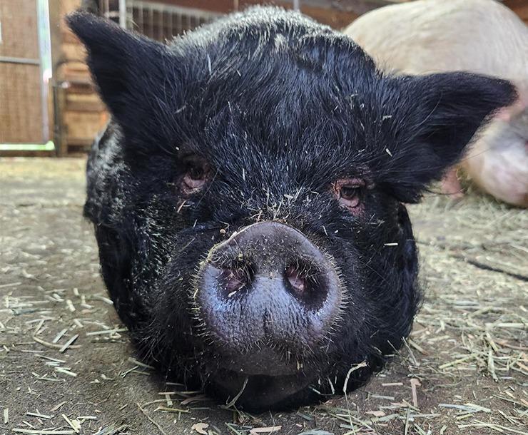 Amy, Adoptable, Senior Female Pig.