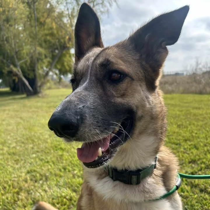 Enlarge Abby, a Adoptable mixed breed in Pelham, NH image 3/6