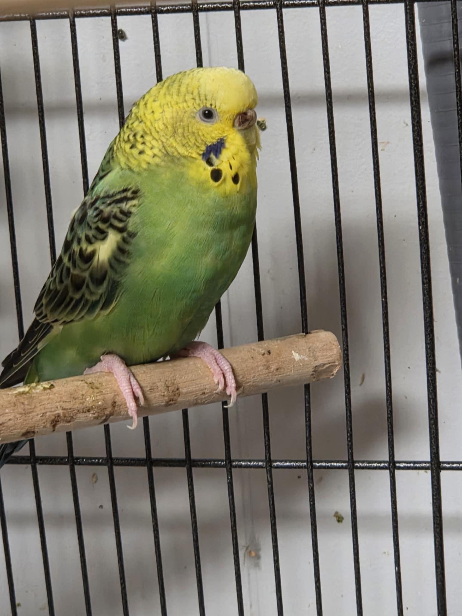 Rosie, Adult Female unknown