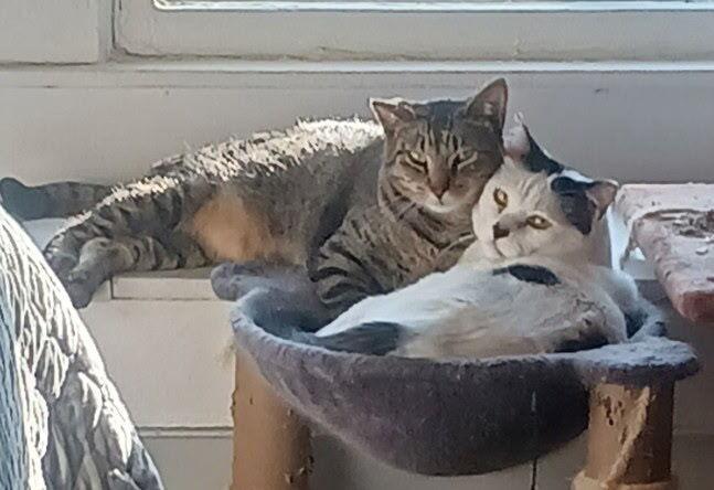 Enlarge Panda and Louie (Bonded Pair), a Adoptable Domestic Short Hair in Plumerville, AR image 1/1