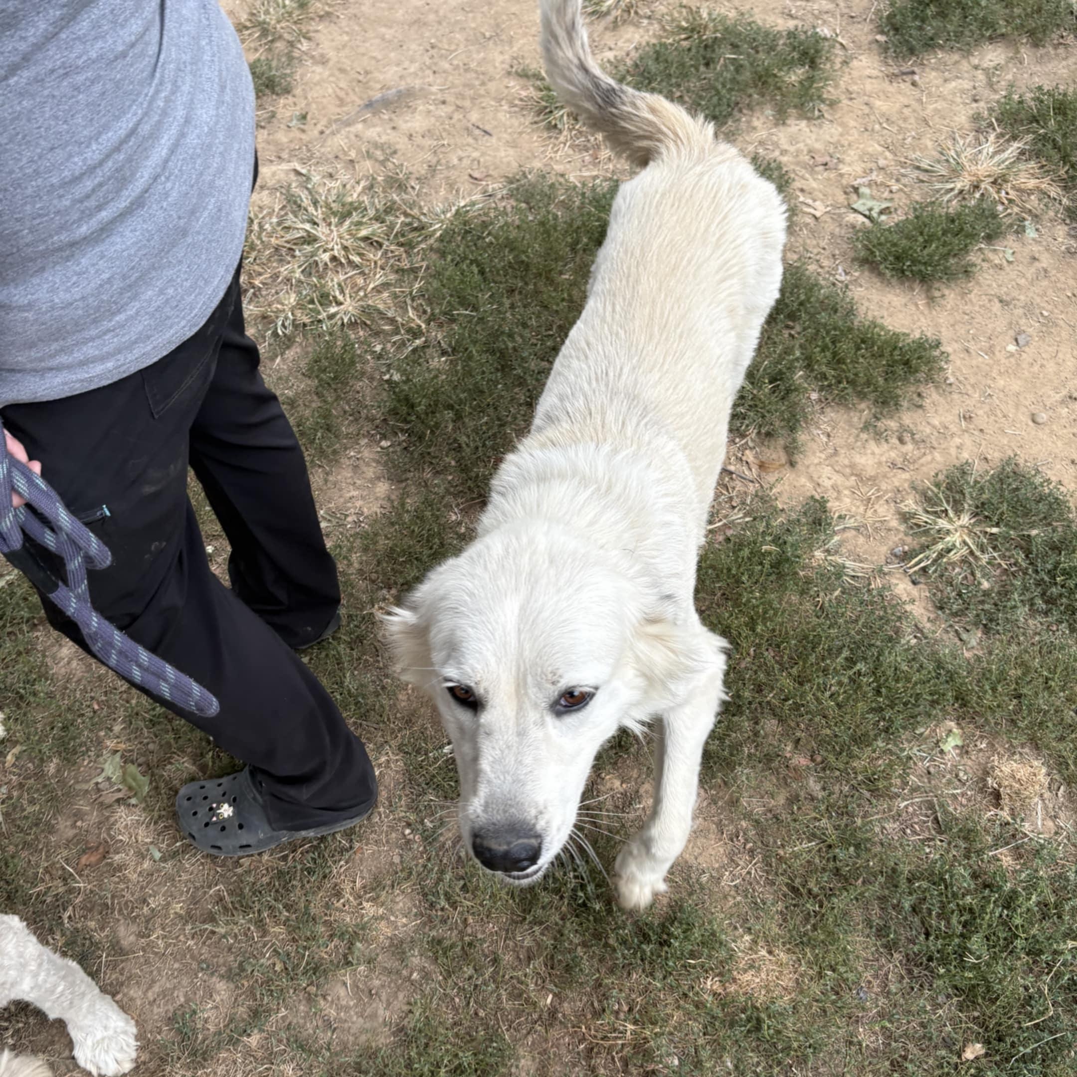 Bonnie, a Adoptable Great Pyrenees in Nicholasville, KY image 2/2
