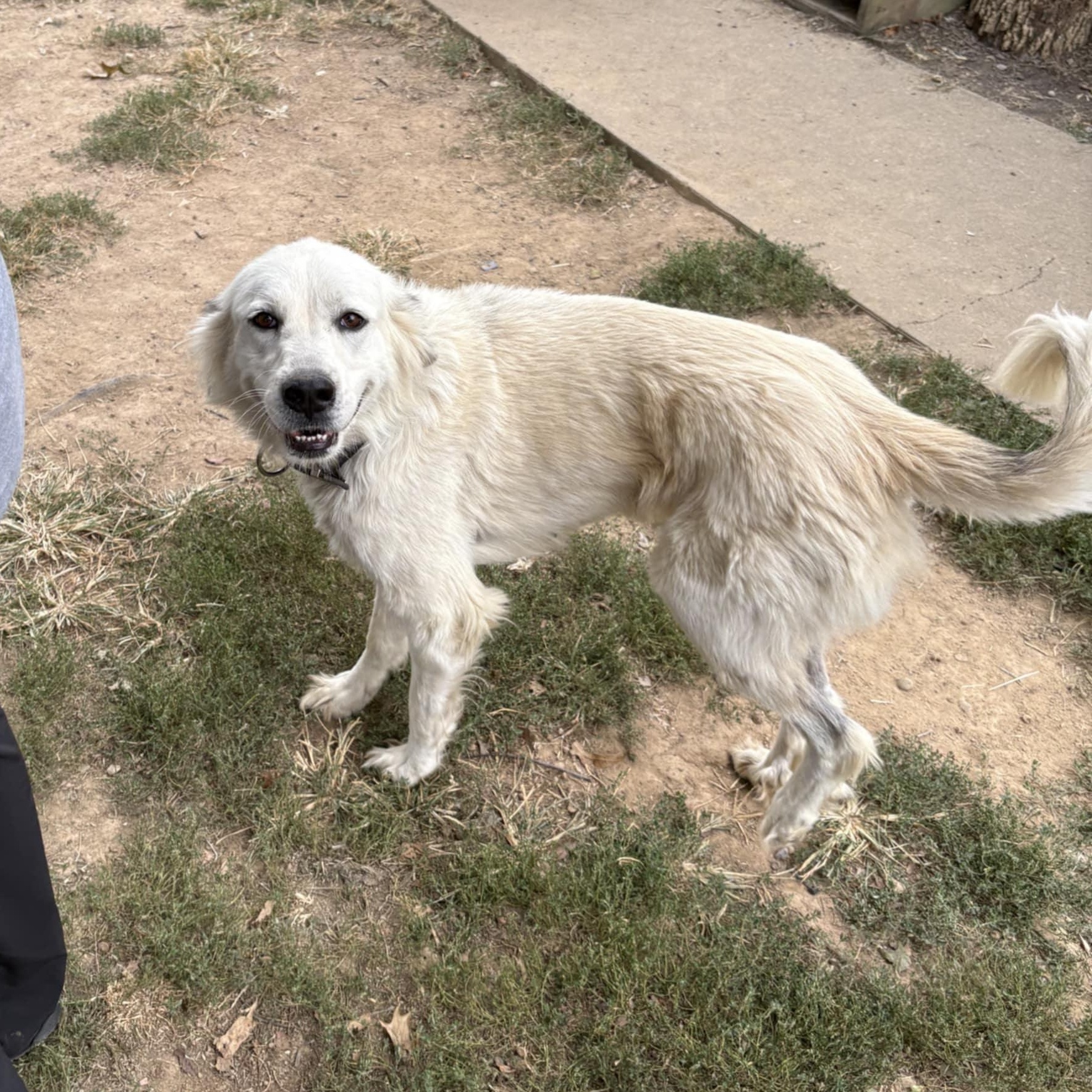 Bonnie, a Adoptable Great Pyrenees in Nicholasville, KY image 1/2