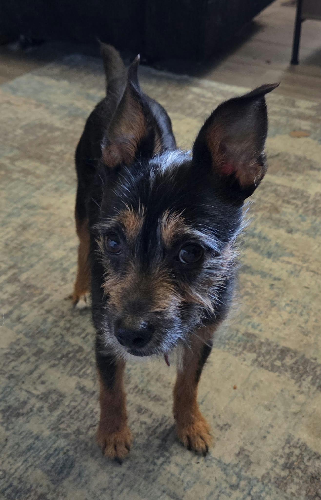 Enlarge Bear, a Adopted mixed breed in Detroit, MI image 2/5