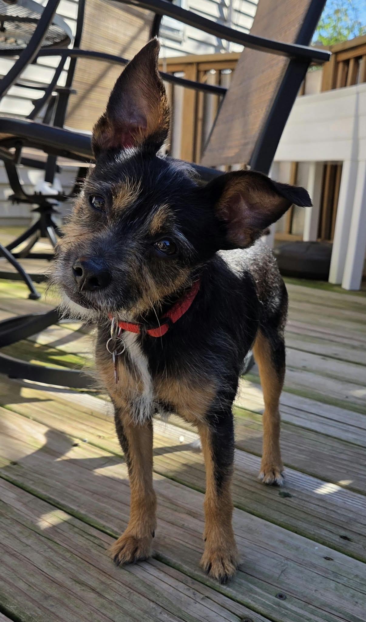 Bear, Adopted, Adult Male Wirehaired Terrier & Mixed Breed.