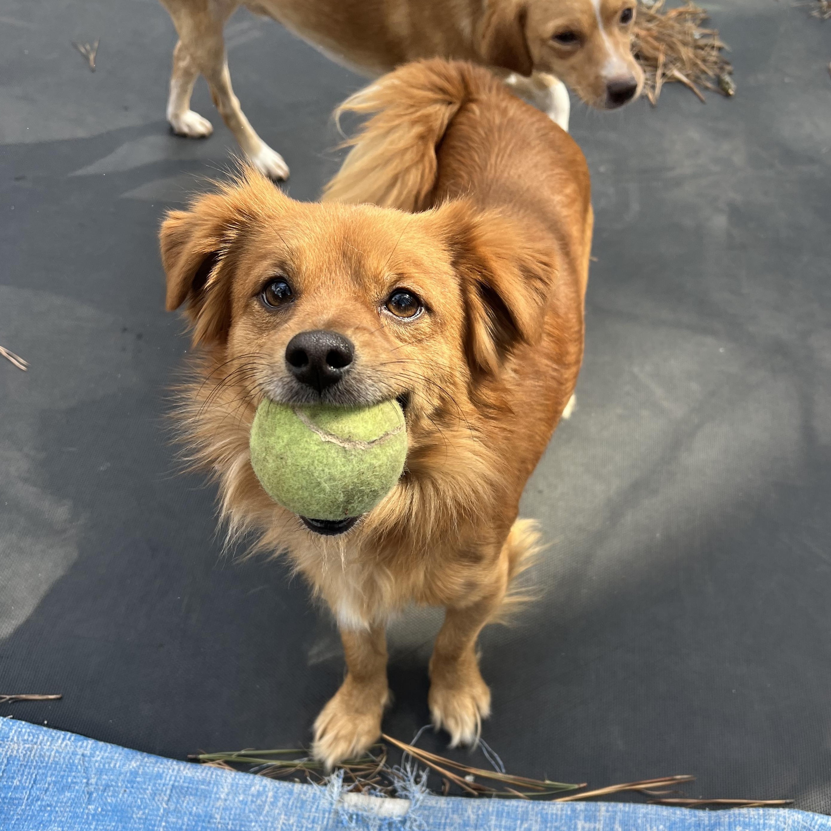 Enlarge Hank, an adopted mixed breed in Cedar Mountain, NC image 2/6