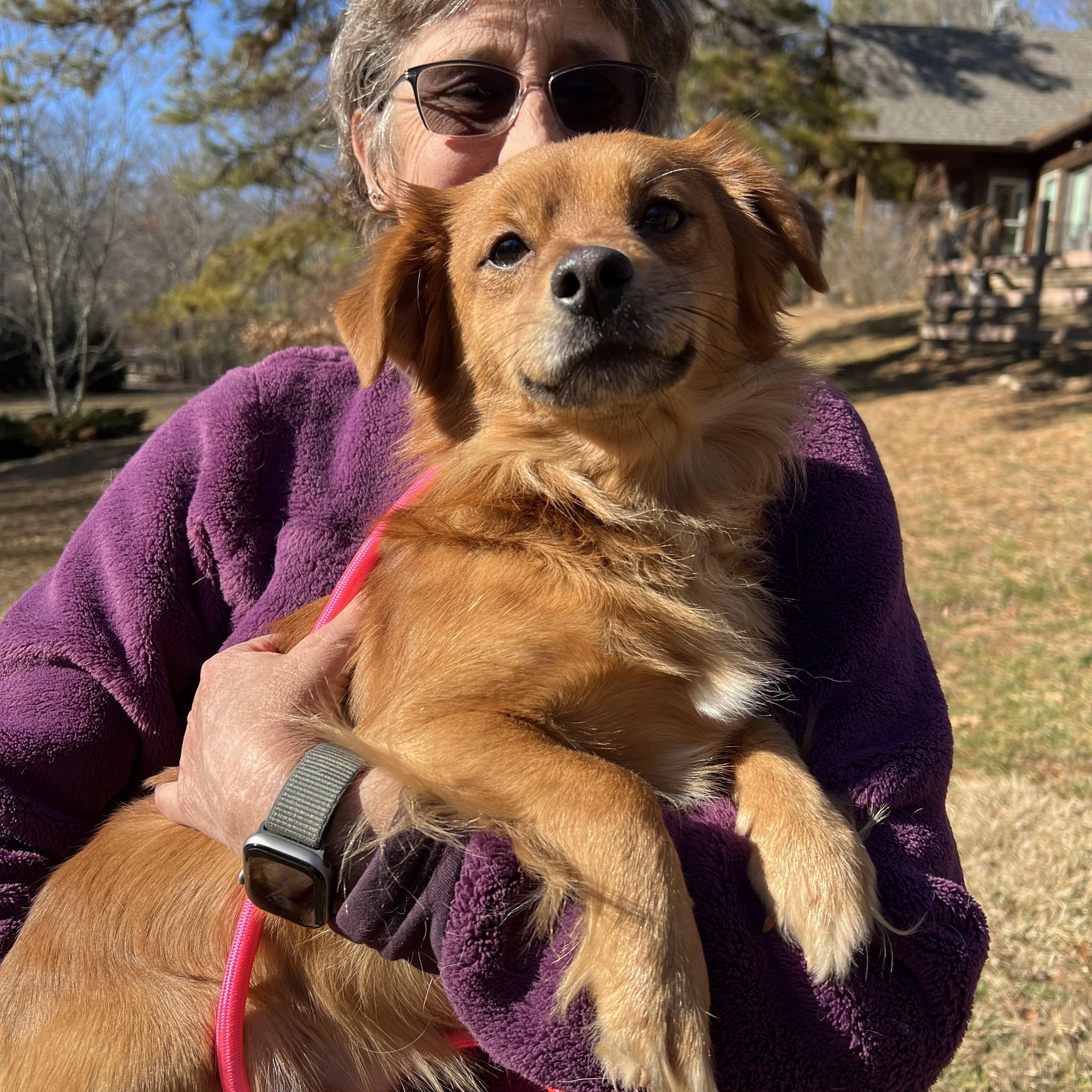 Enlarge Hank, an adopted mixed breed in Cedar Mountain, NC image 4/6