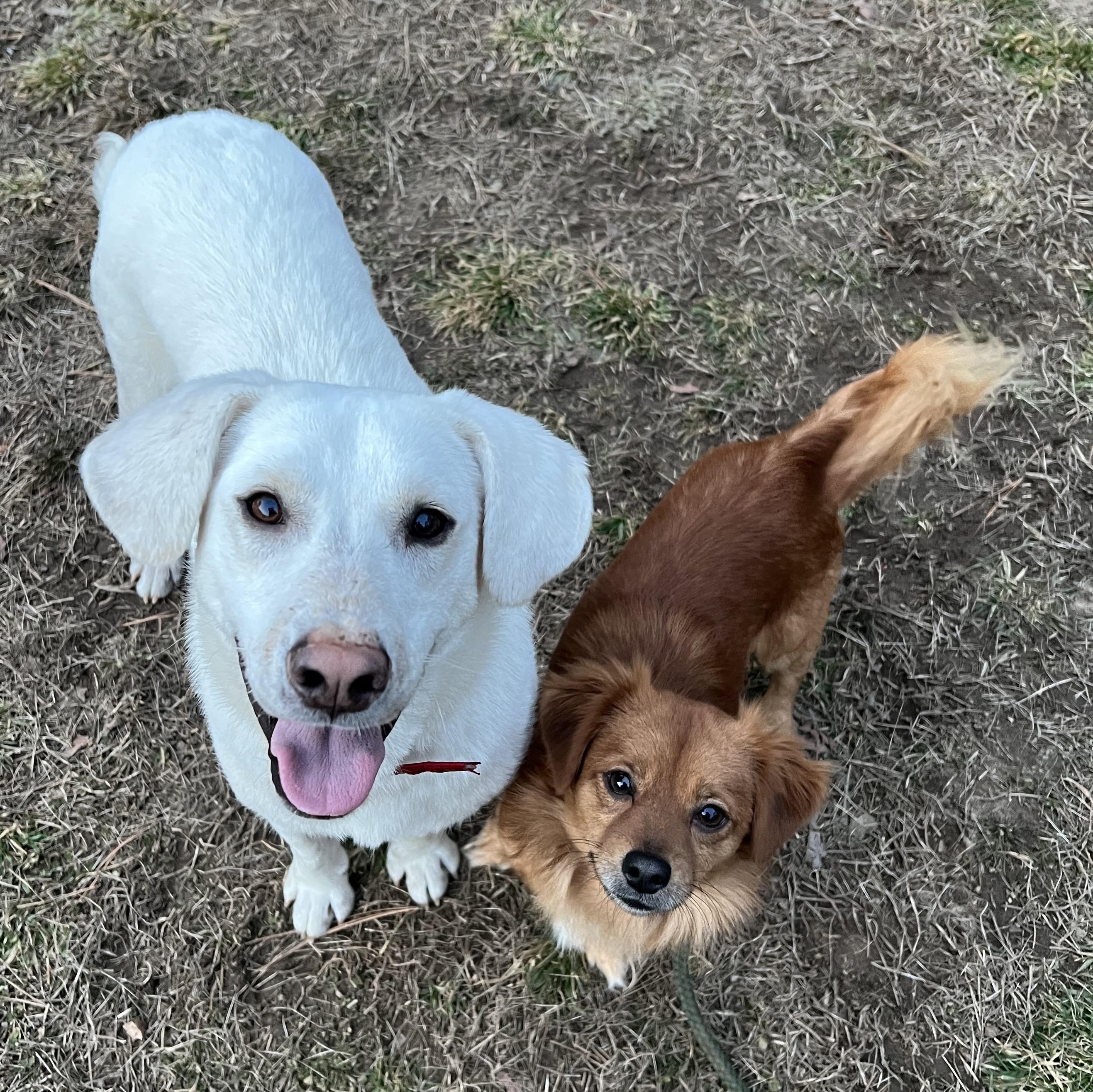 Enlarge Hank, an adopted mixed breed in Cedar Mountain, NC image 3/6